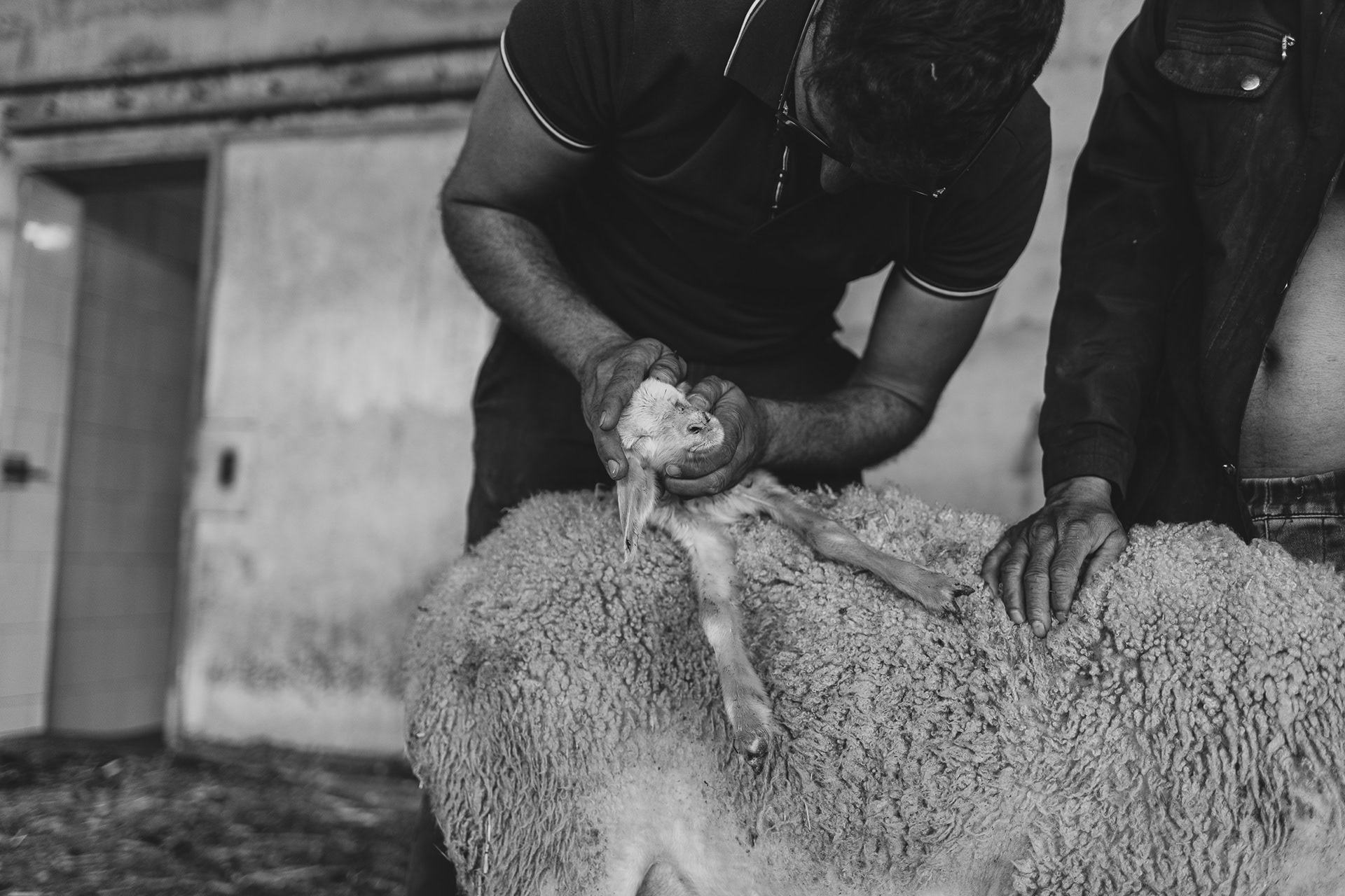 Davide while giving the first care to a baby lamb born premature a few minutes earlier.