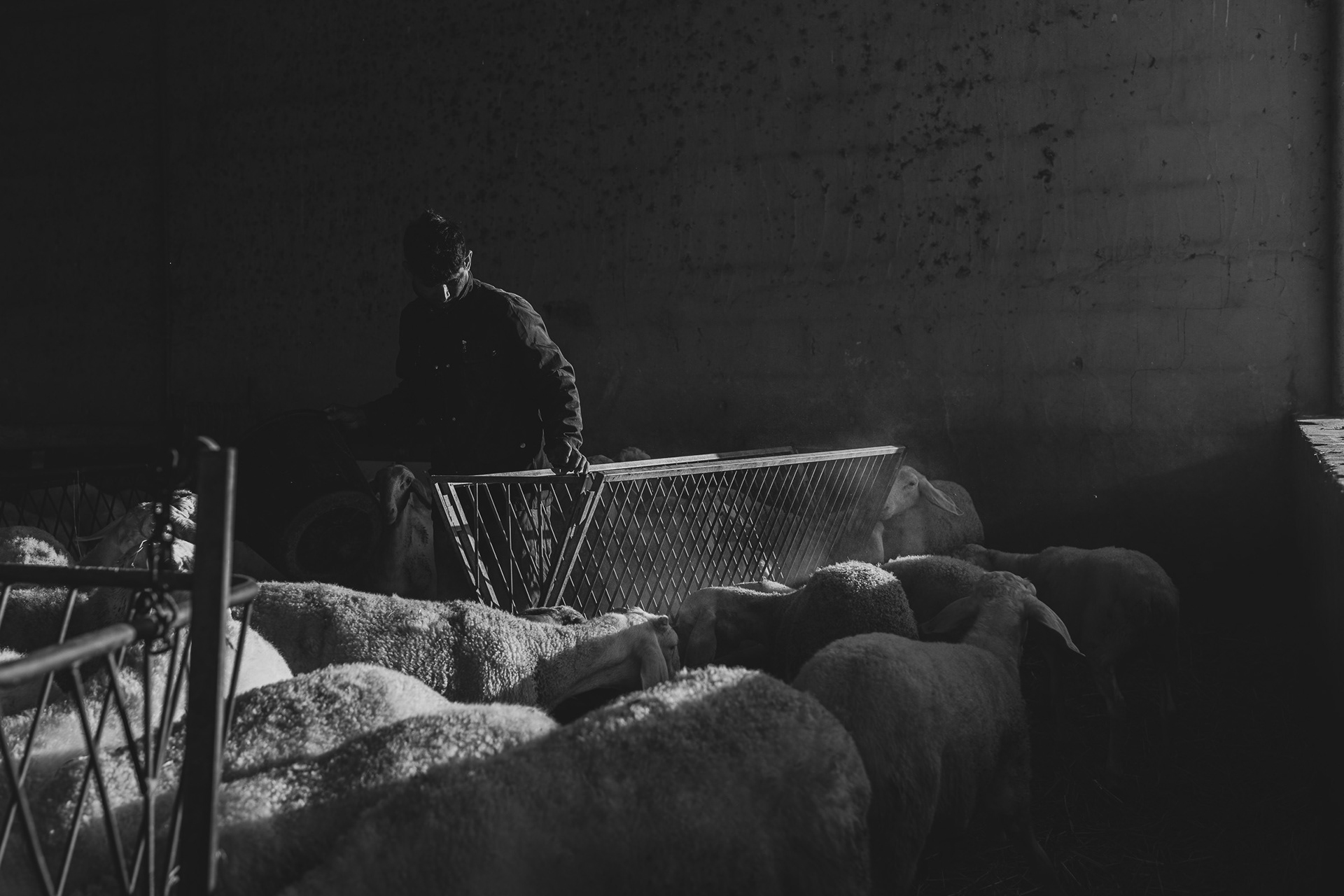 Azad shortly after distributing the food in the racks. Azad, of Bengali origins, has been working as a shepherd in Davide's farm for 4 years. The difficulty in finding workforce led Davide 4 years ago to integrate Azad into his company, who arrived in Italy a few months earlier after crossing the Mediterranean by boat.