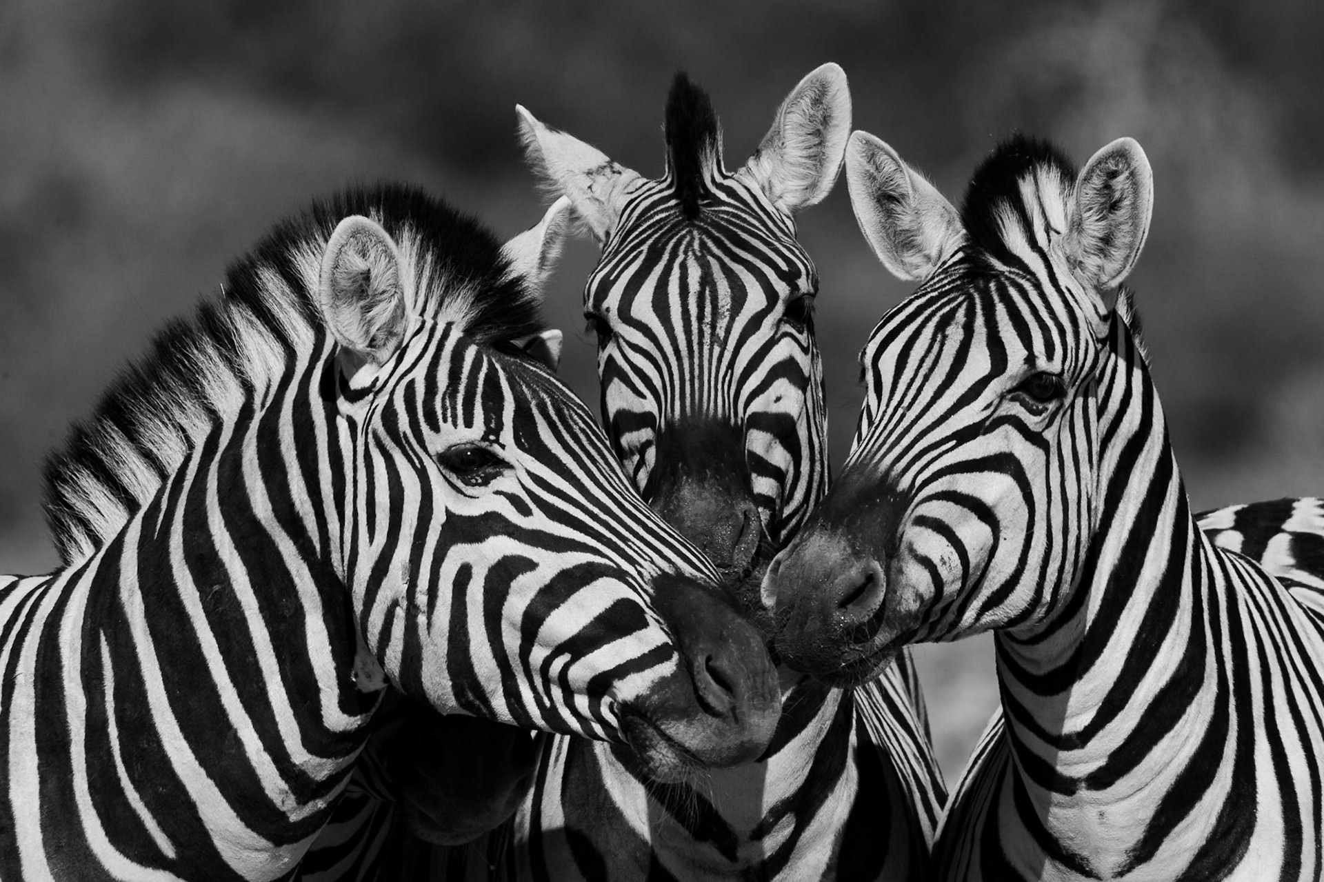 Zebra in Black and White, Etosha NP, Namibia