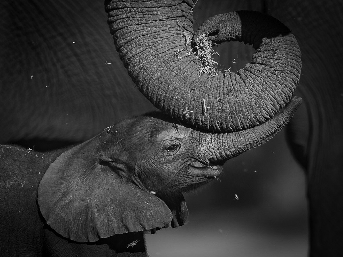 Tender moment, Chober River, Botswana