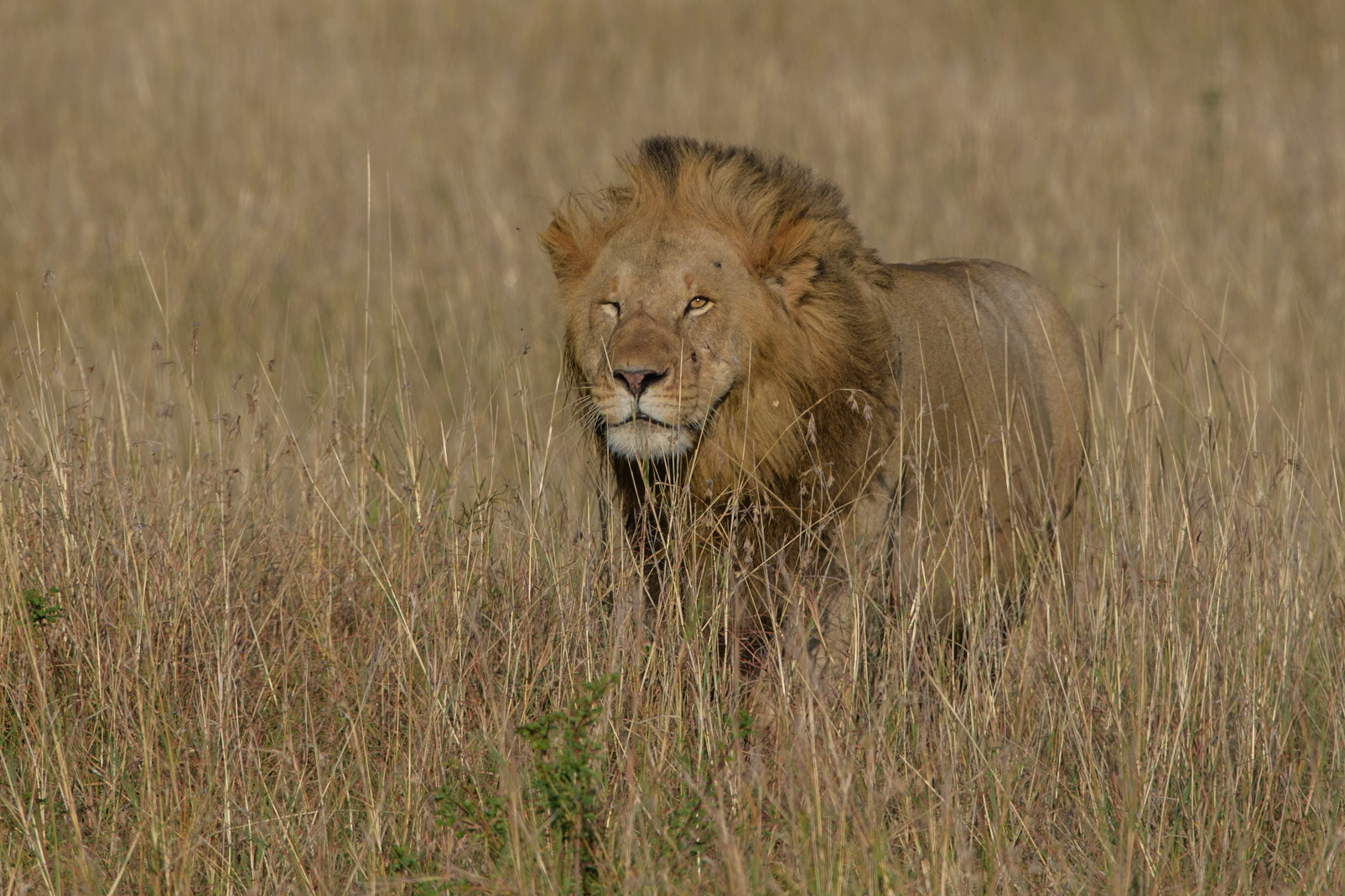 Lion wink, Masai Mara Kenia