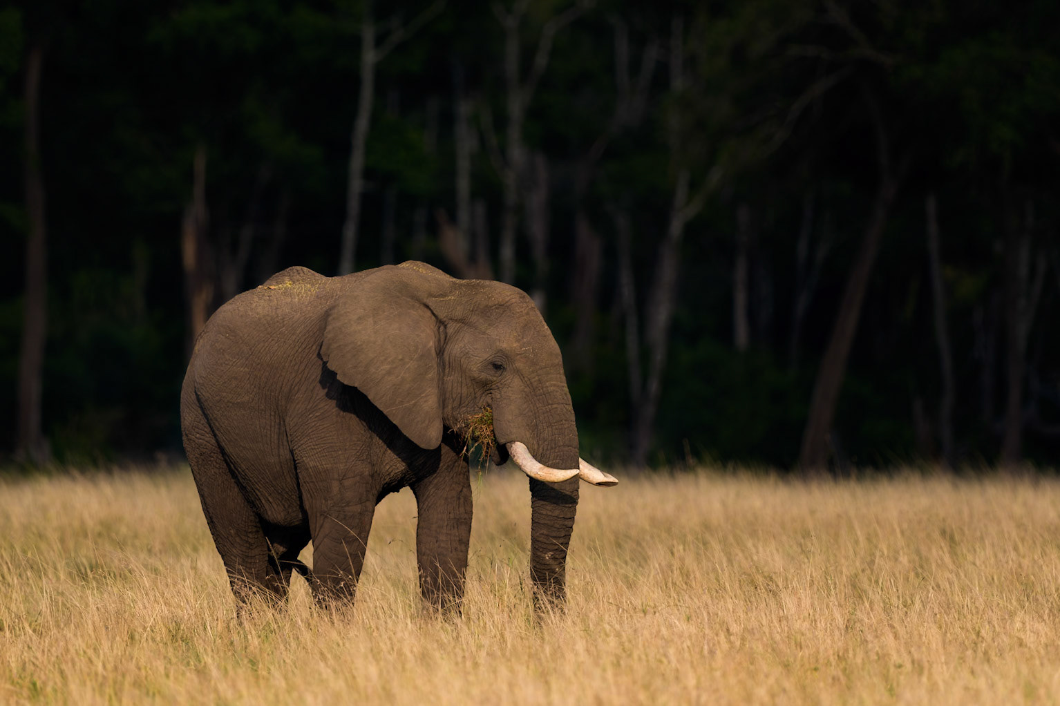 Elephant grazing, Masai Mara Kenia