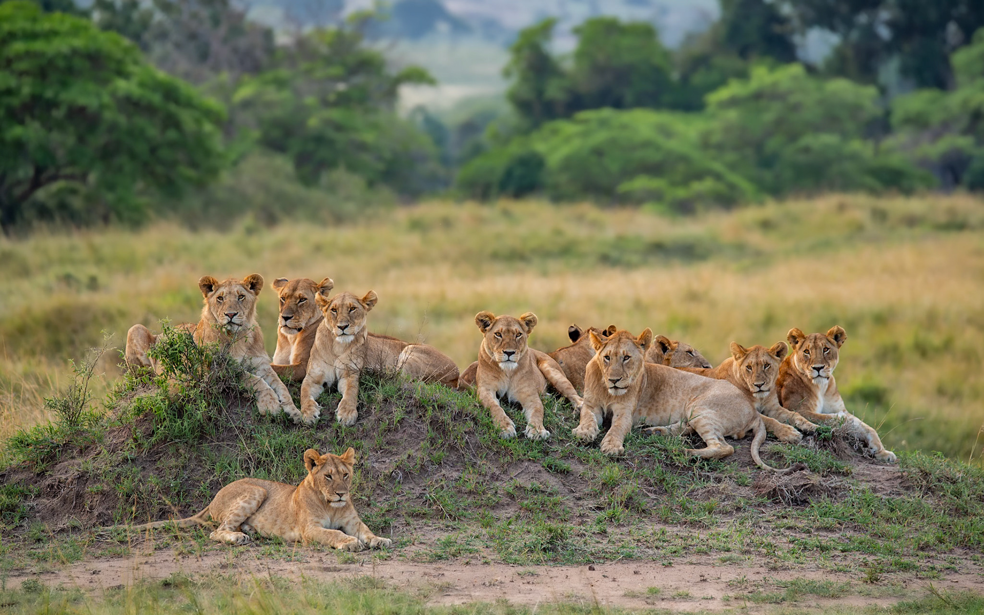 The Marsh pride, Masai Mara