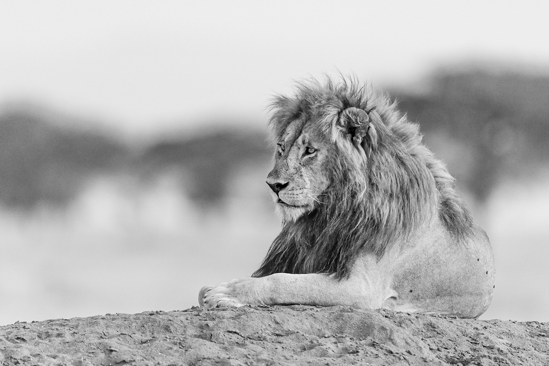 Male lion of the Grumeti