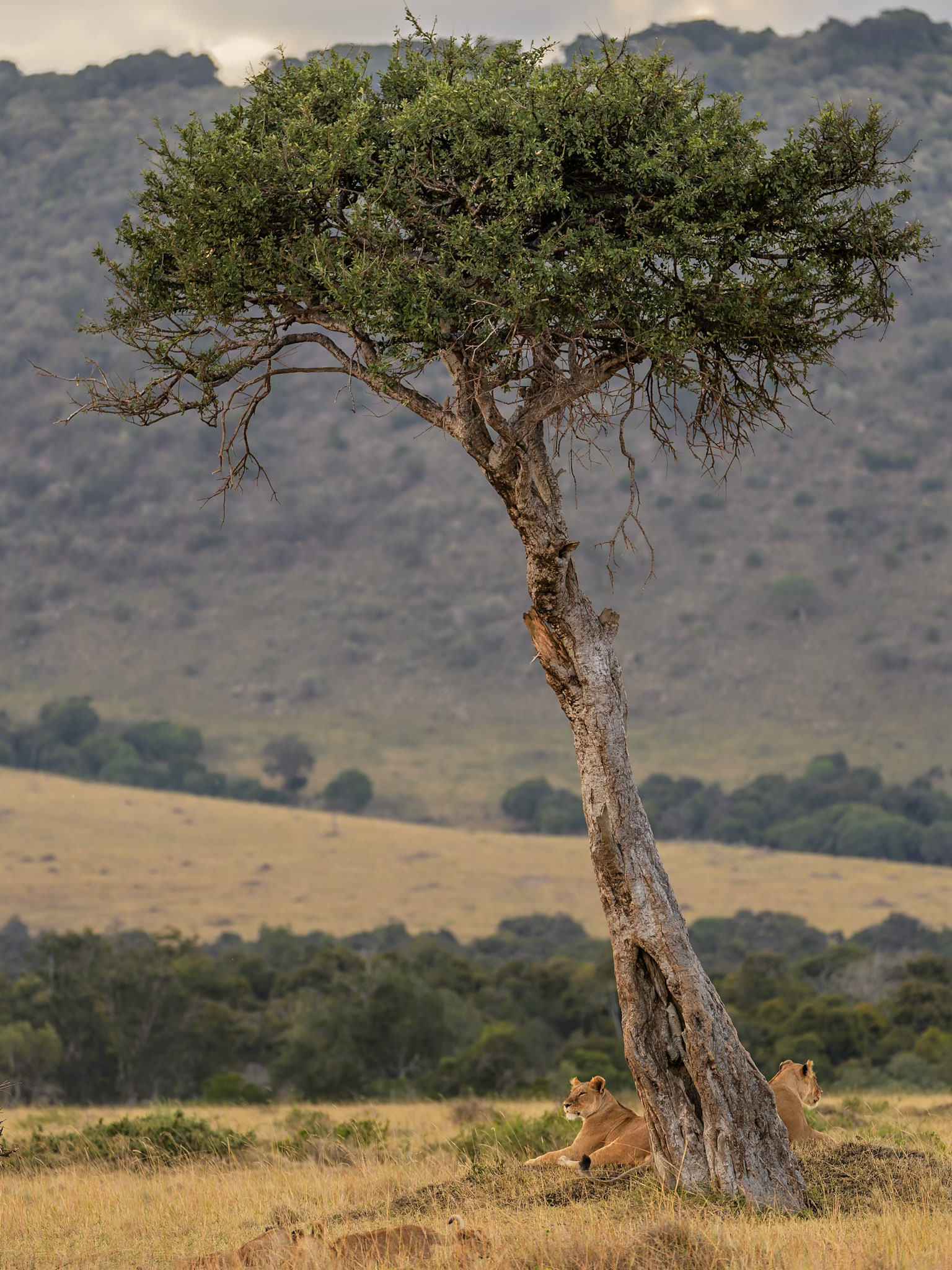 Relaxing, Masai Mara, Kenia