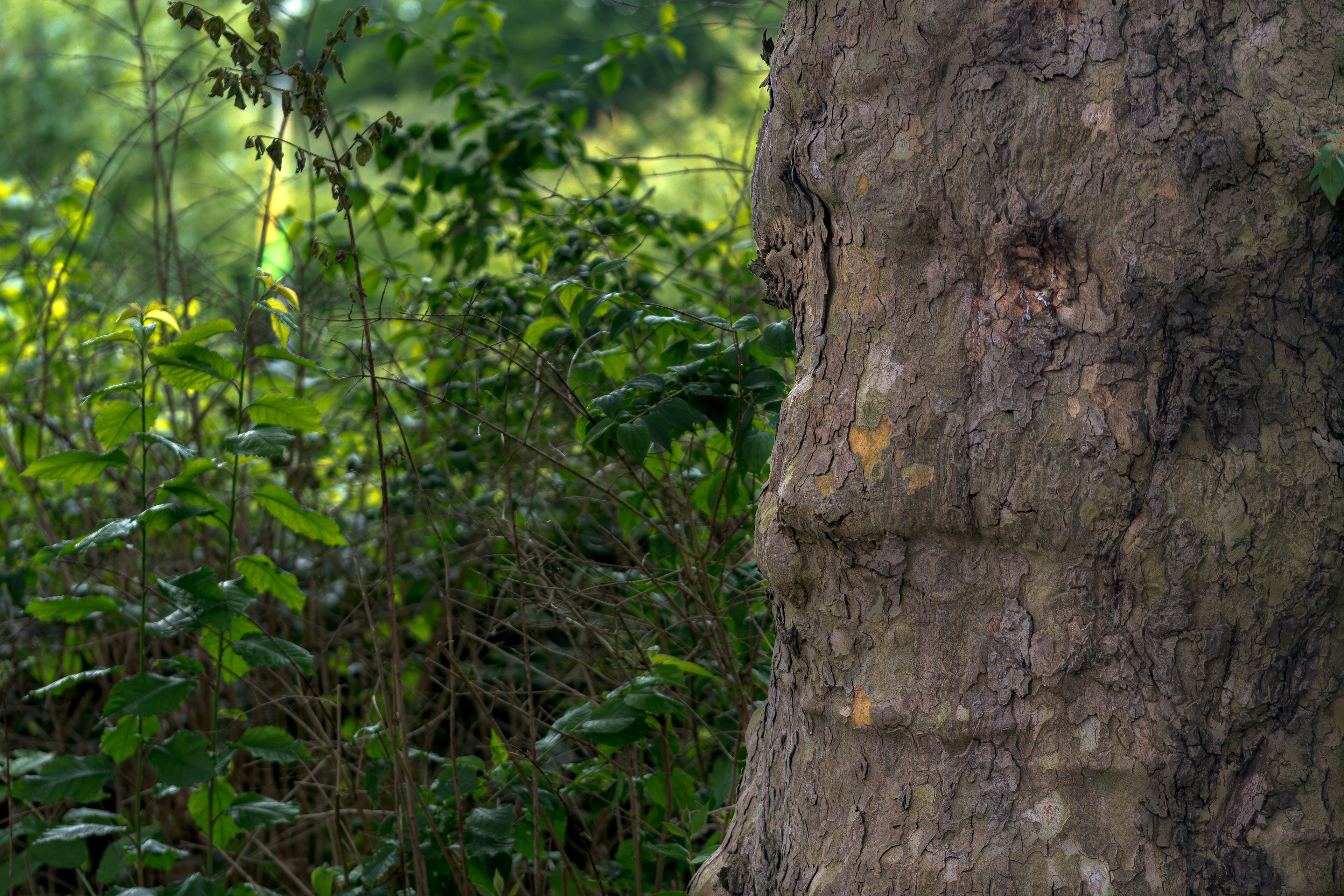 Baum