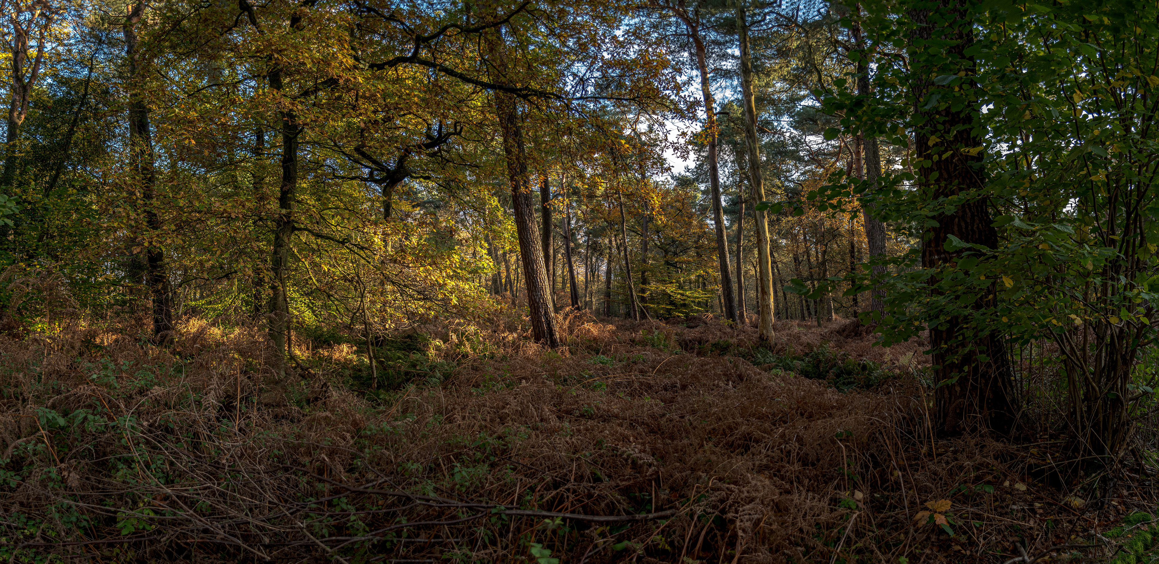 Köllnischer Wald Bottrop