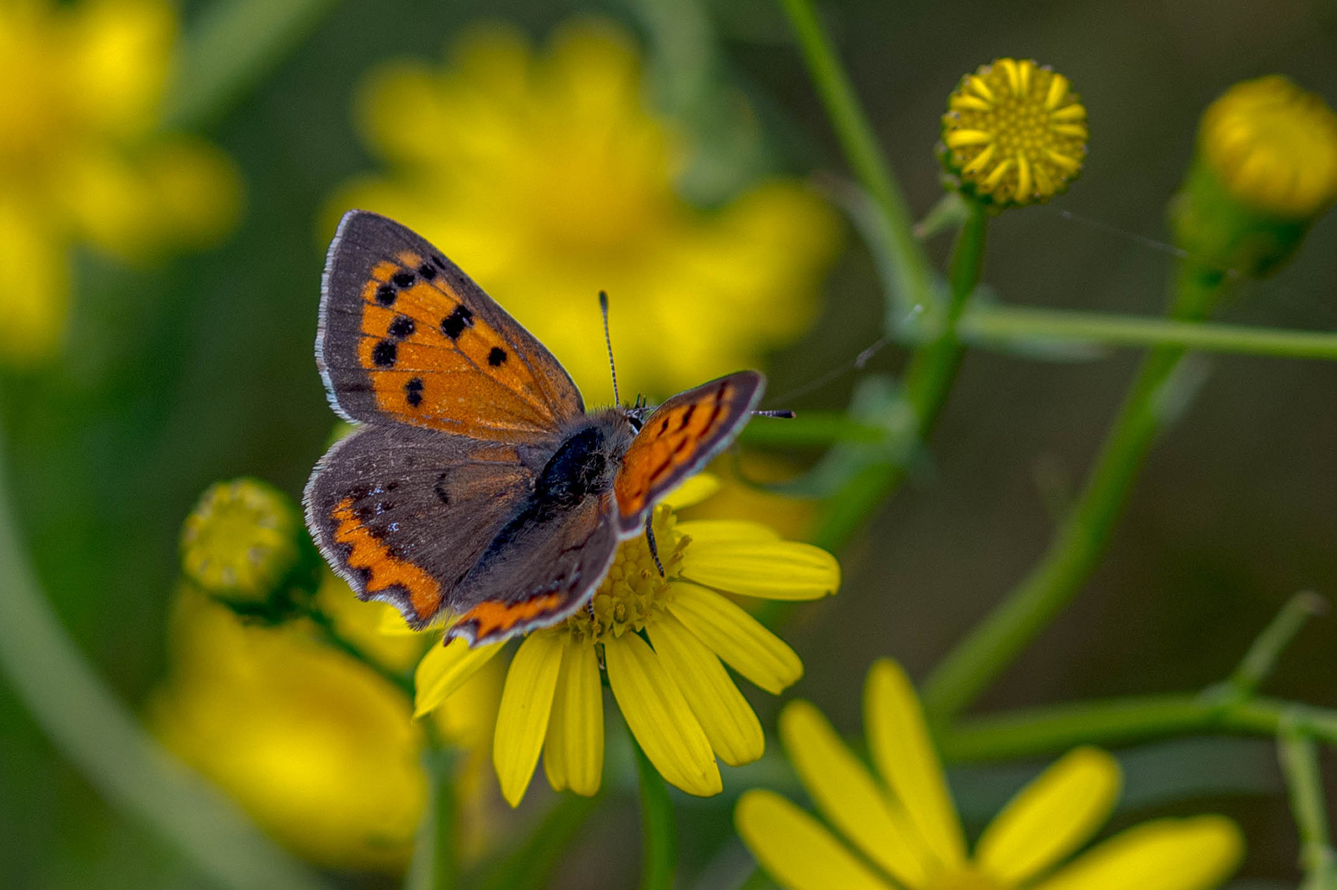 Schmetterling