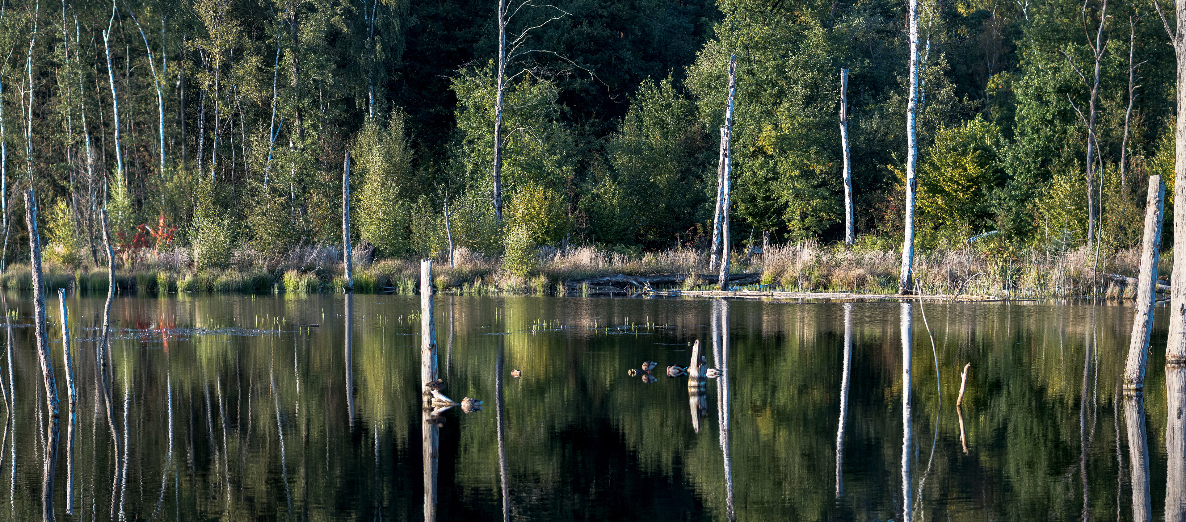 Pfingstsee Bottrop Schwarze Heide