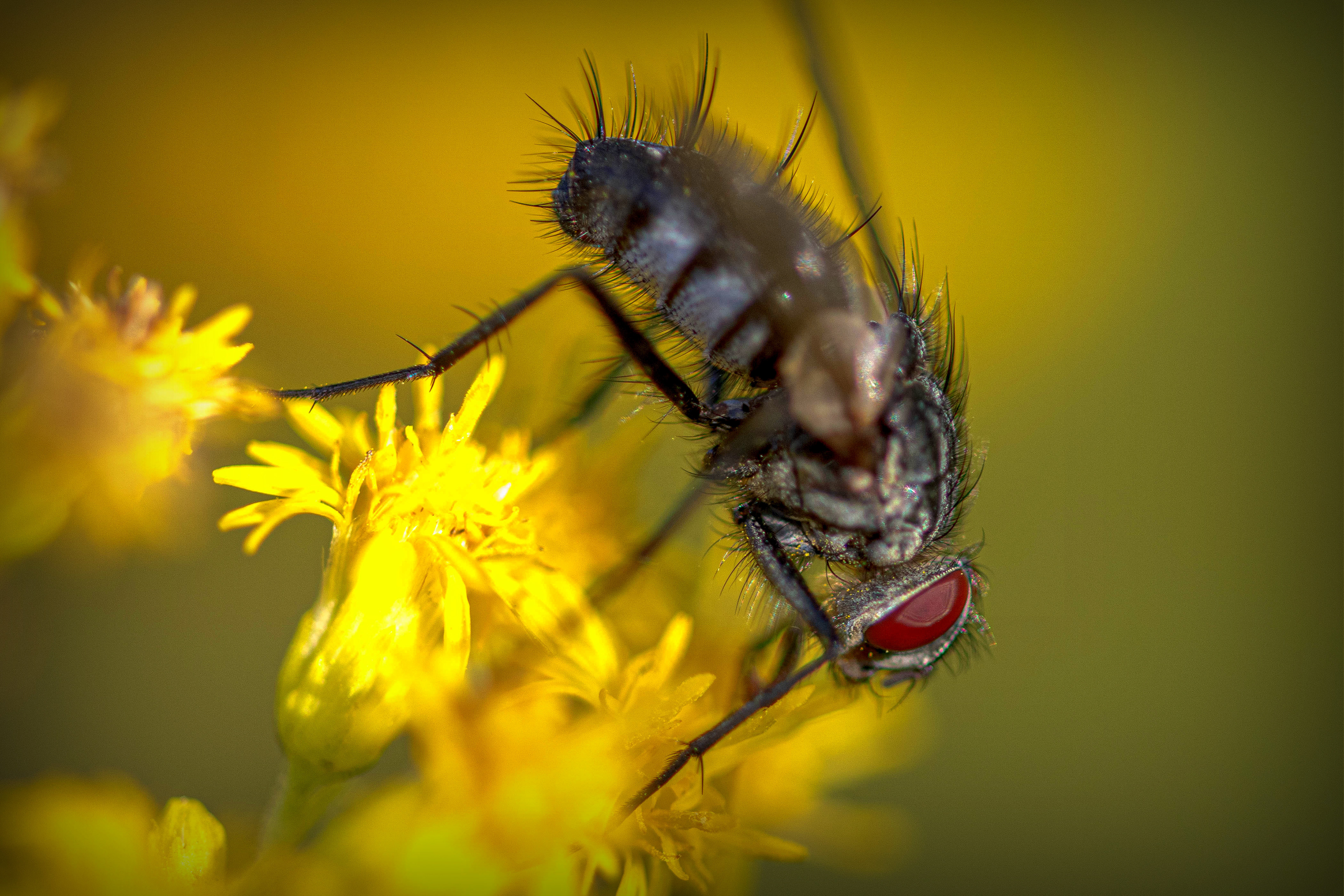 Fliege