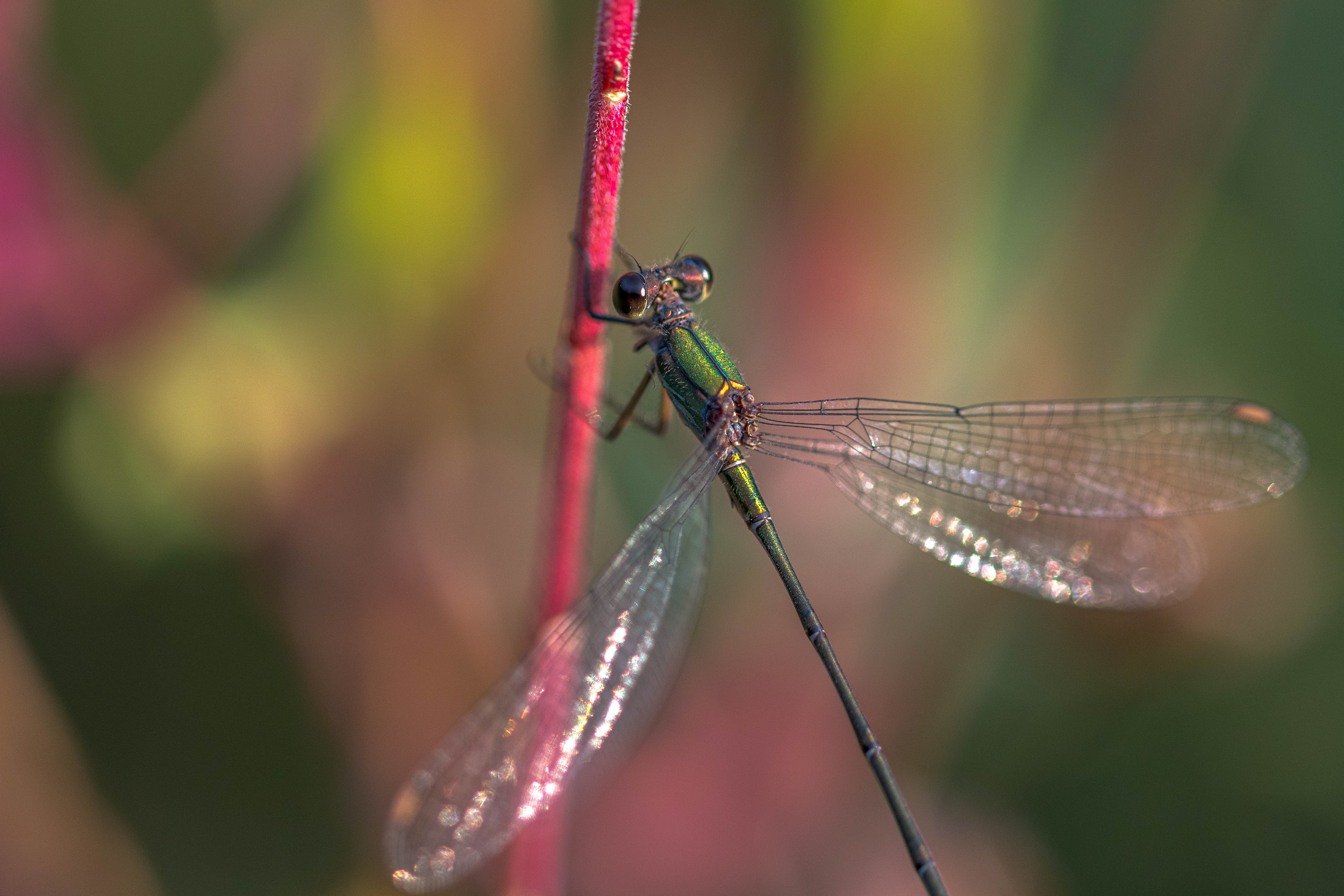 Prachtlibelle