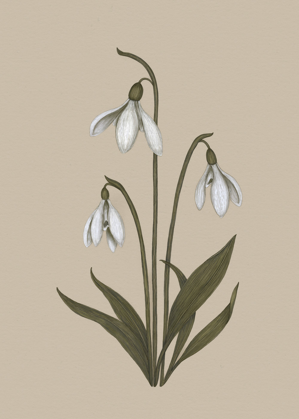Snowdrop
