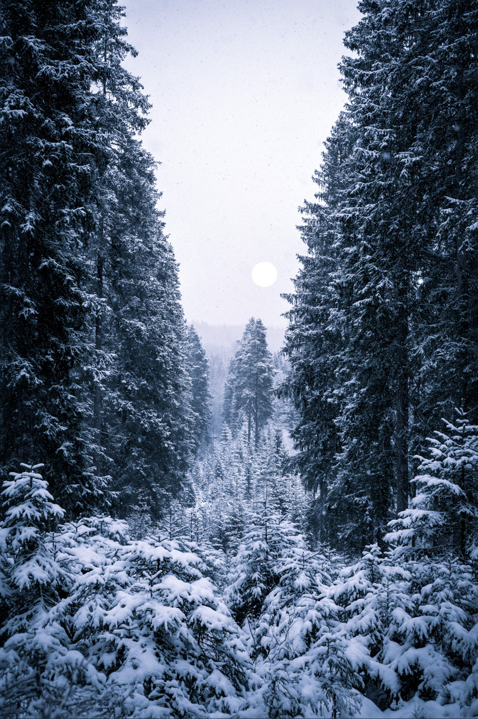 Sweden - Winter landscape with moonlight over snowy forest