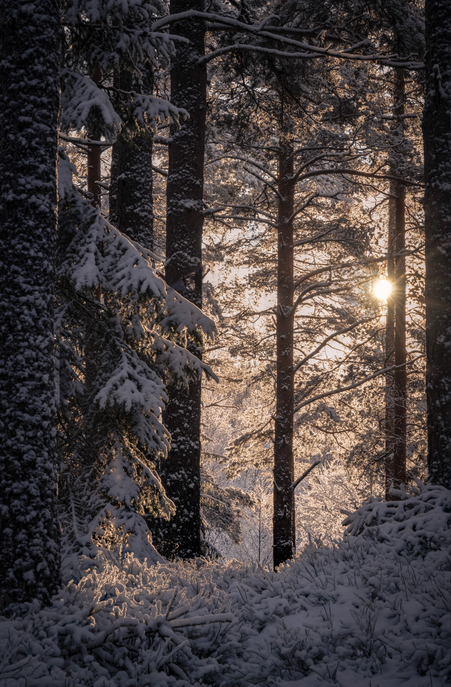 Sweden - Warm sunrise over snowy forest