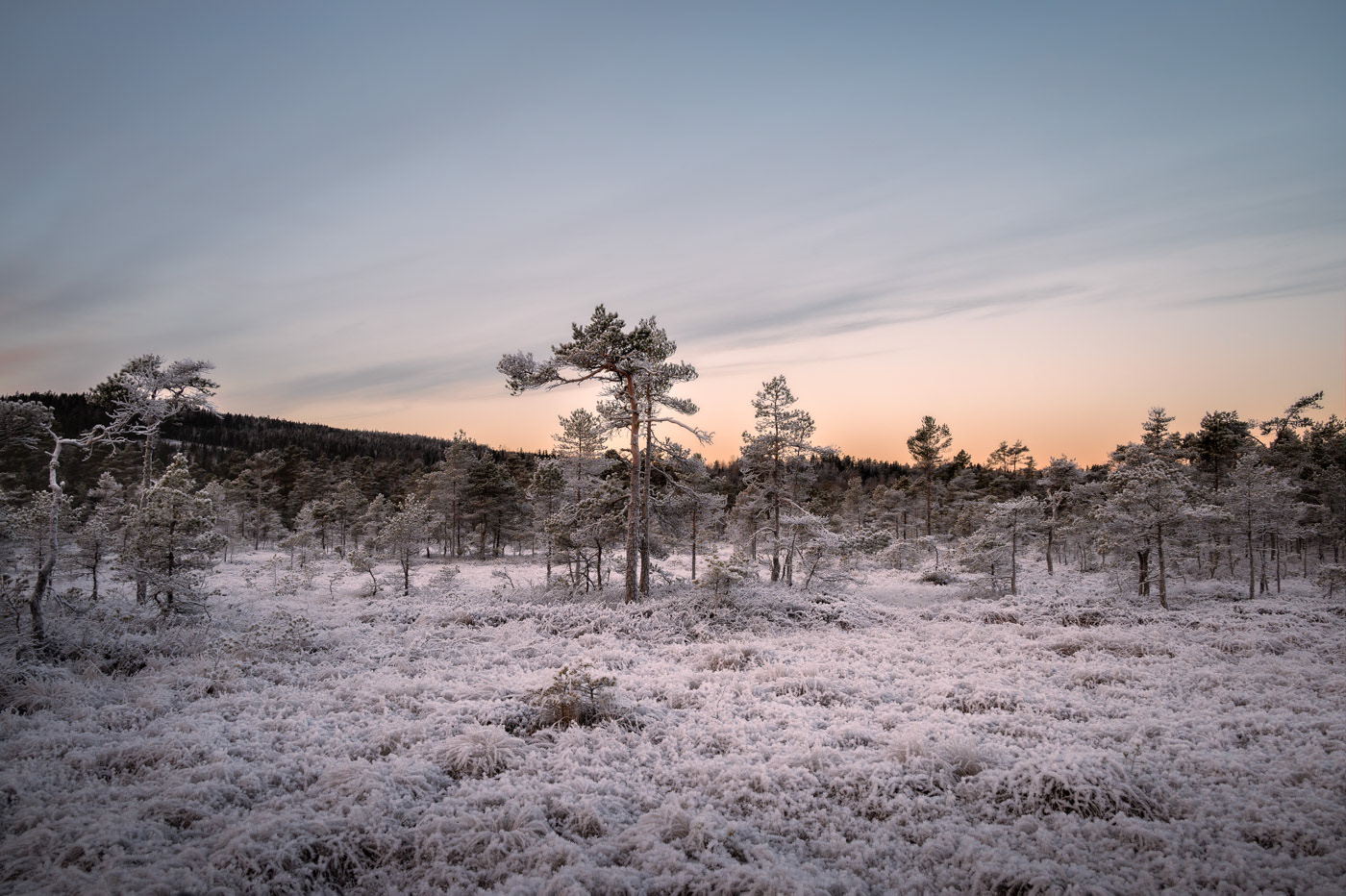 Sweden - Winter wetlands landscape