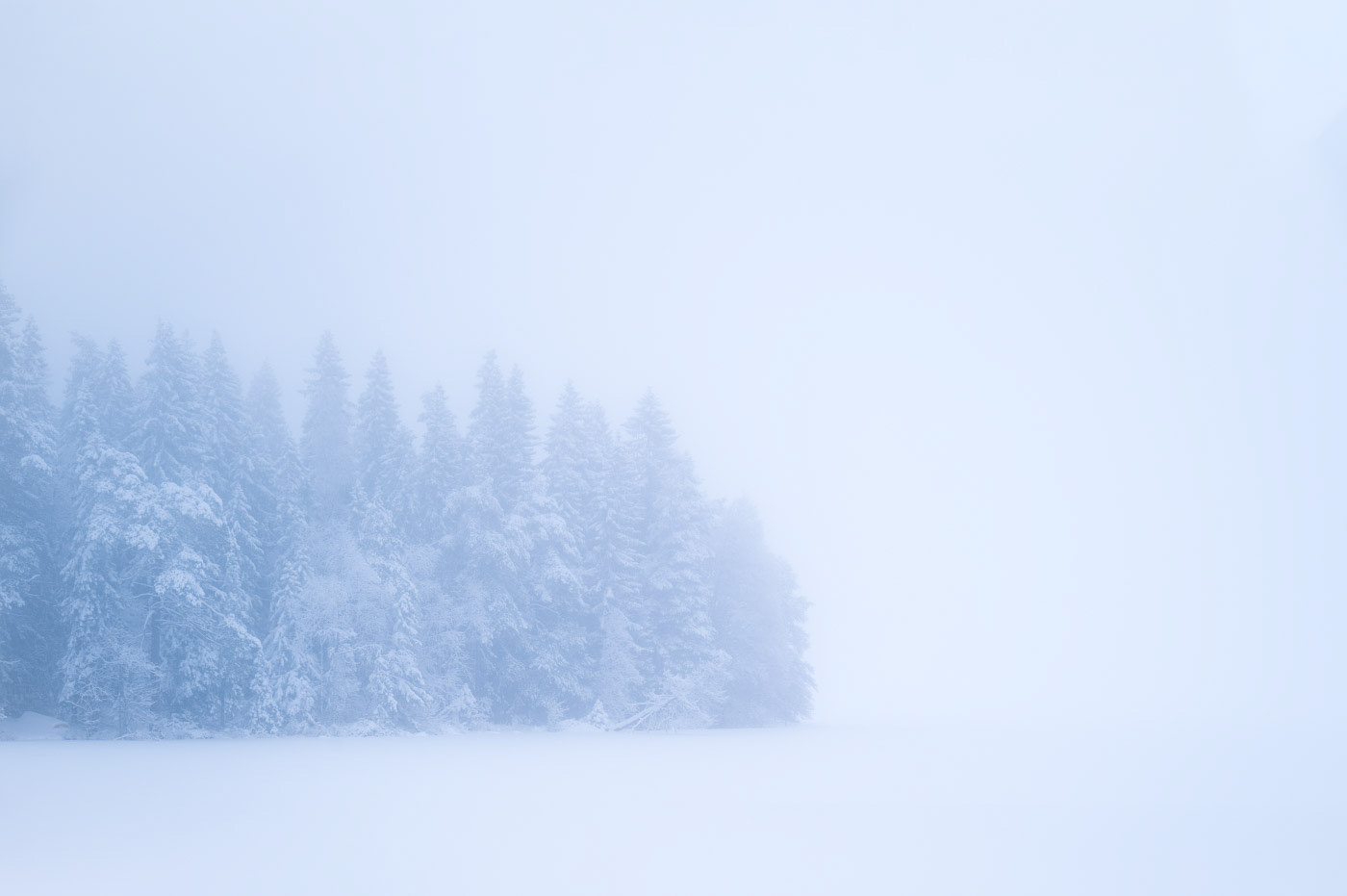 Sweden - Pine trees by a frozen lake in the mist