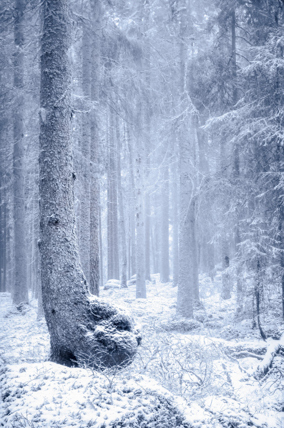 Sweden - Snowy forest in the mist