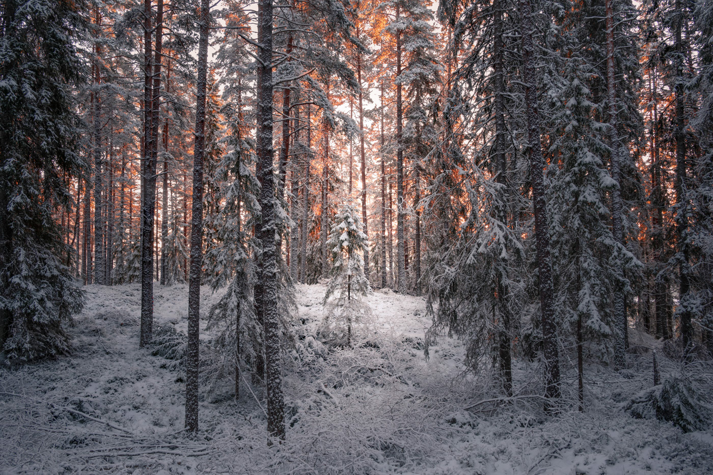 Sweden - Warm sunrise over snowy forest