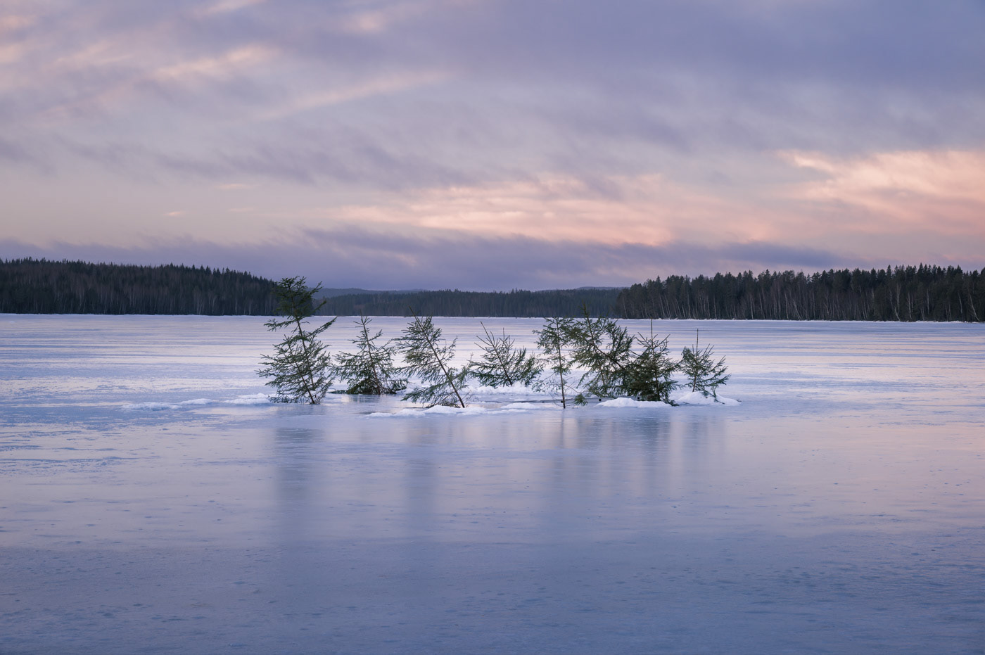 Sweden - Little pine trees emerge from frozen lake