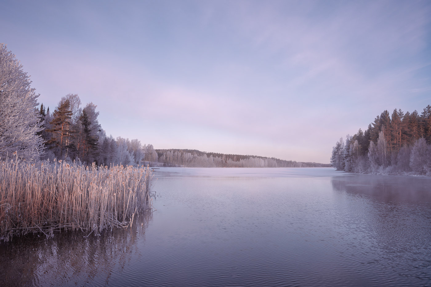 Sweden winter landscape with frozen forest lake in pink tones