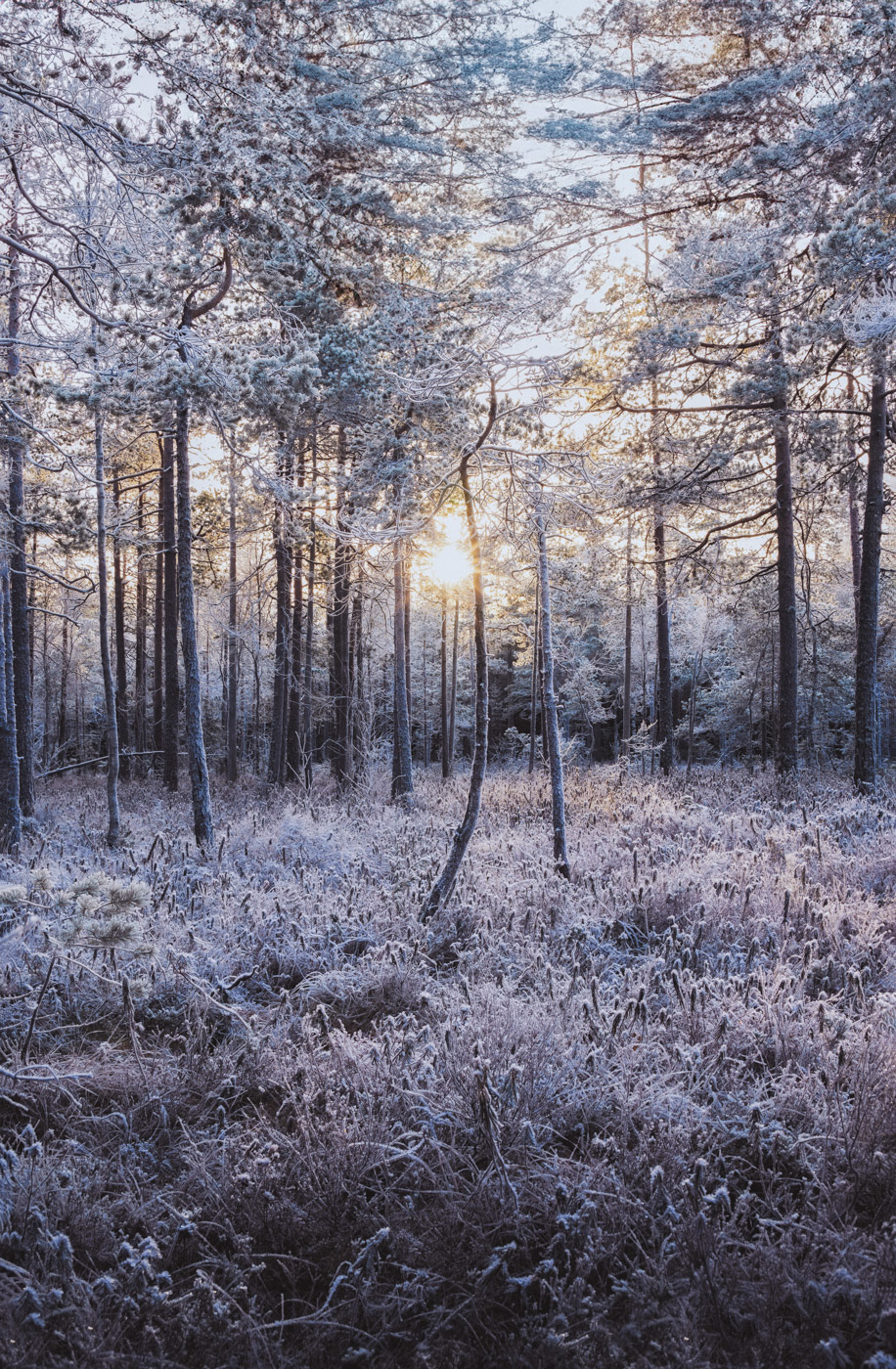 Sweden - Winter sunset over snowy forest