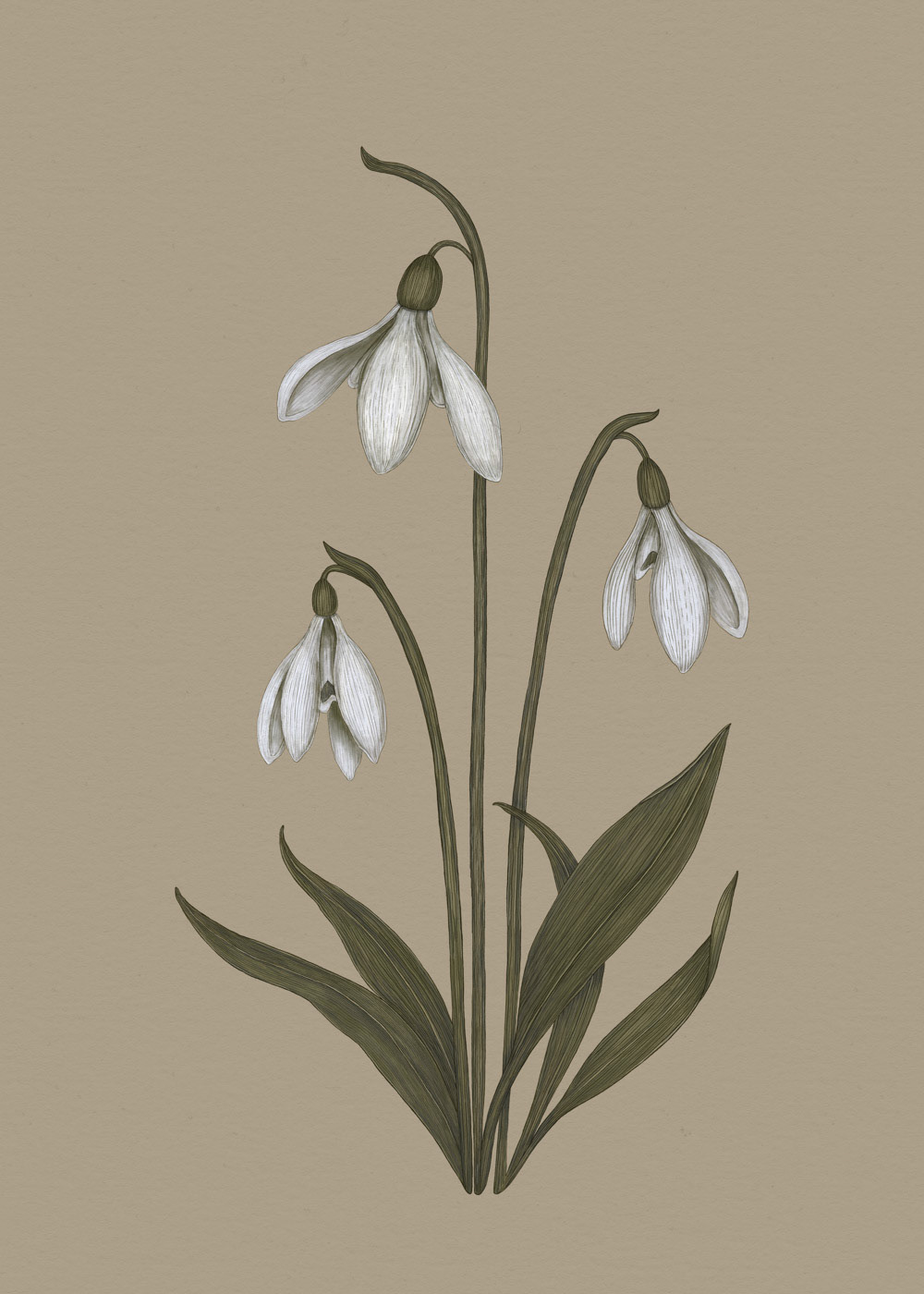 Snowdrop