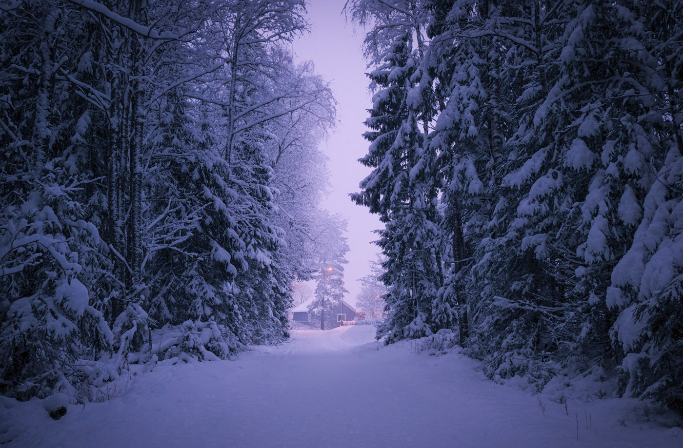 Sweden - A cabin in the mist at the end of a snowy forest