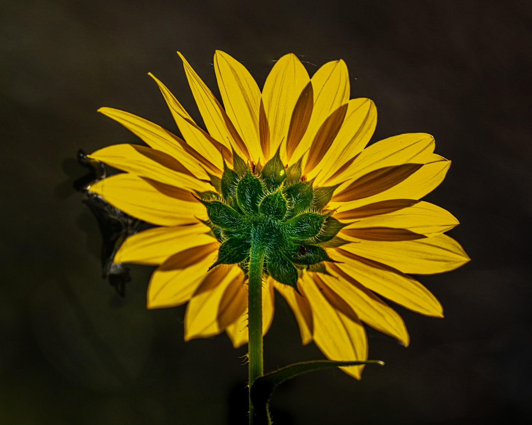 Sunflower from back