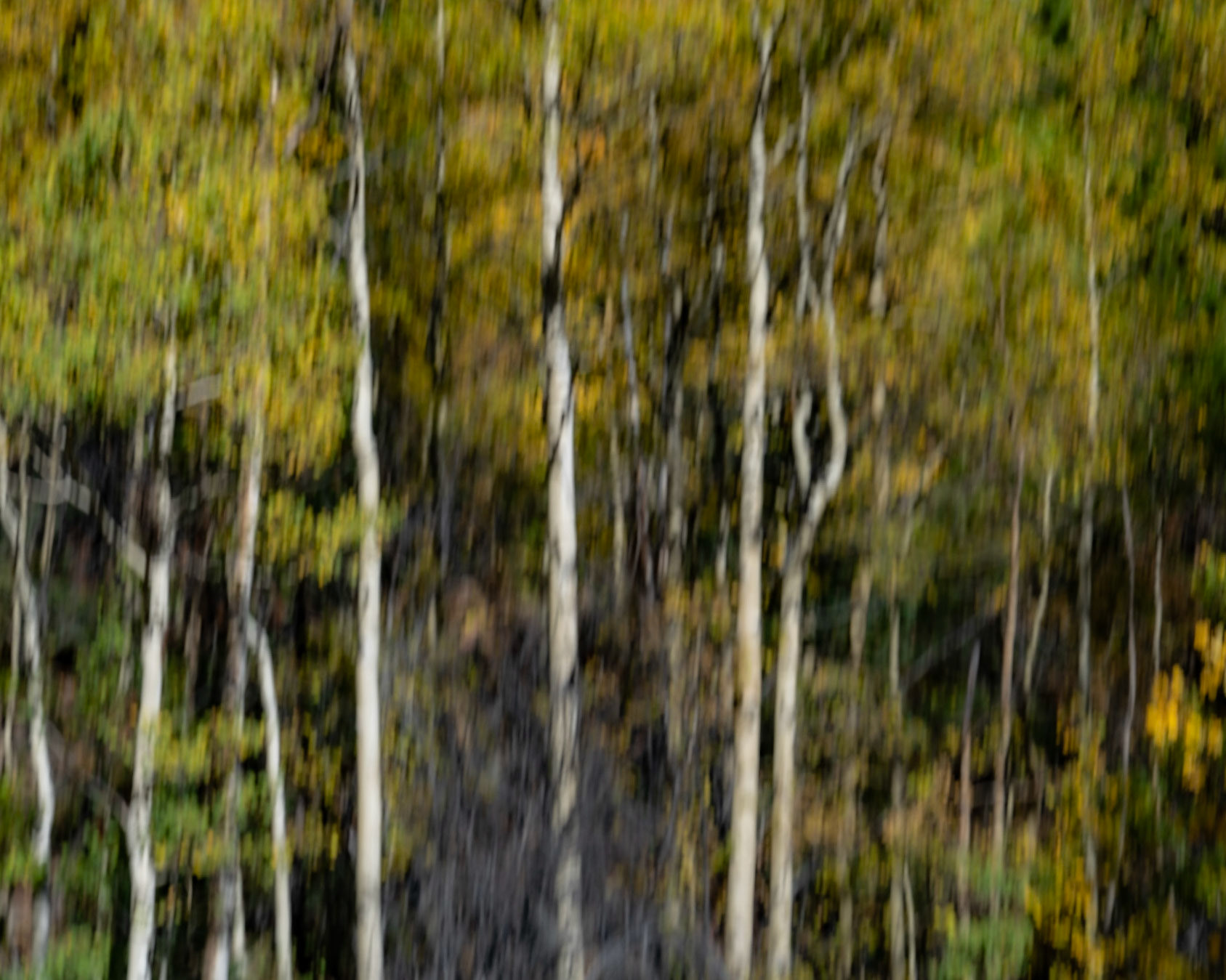 Aspen Trees (intentional blur motion)