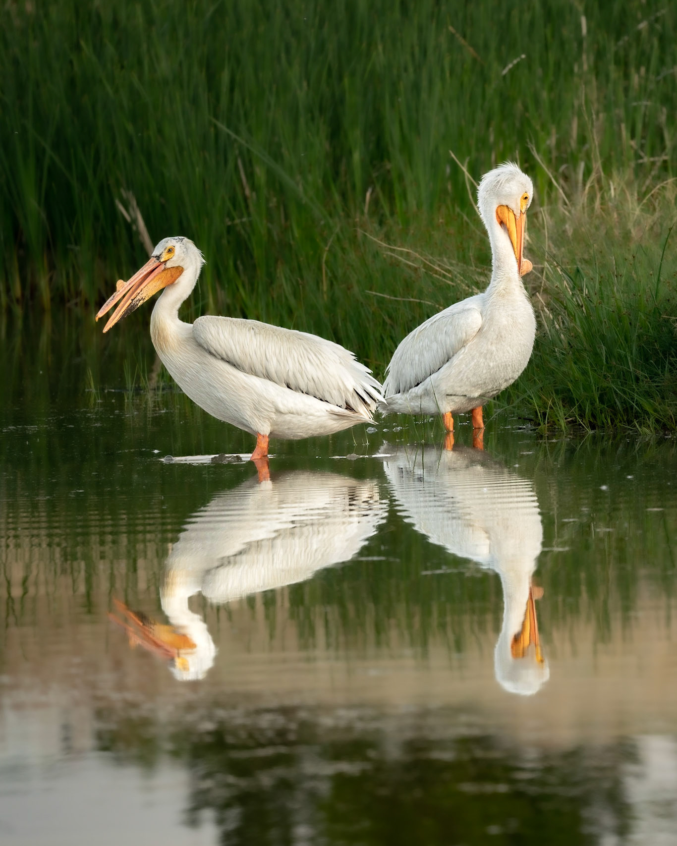 Pelicans