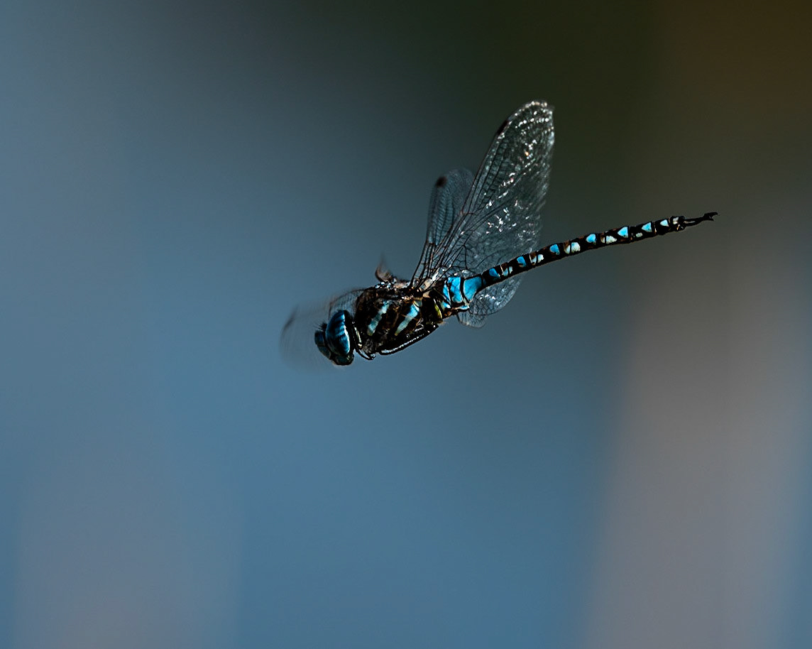 Dragonfly