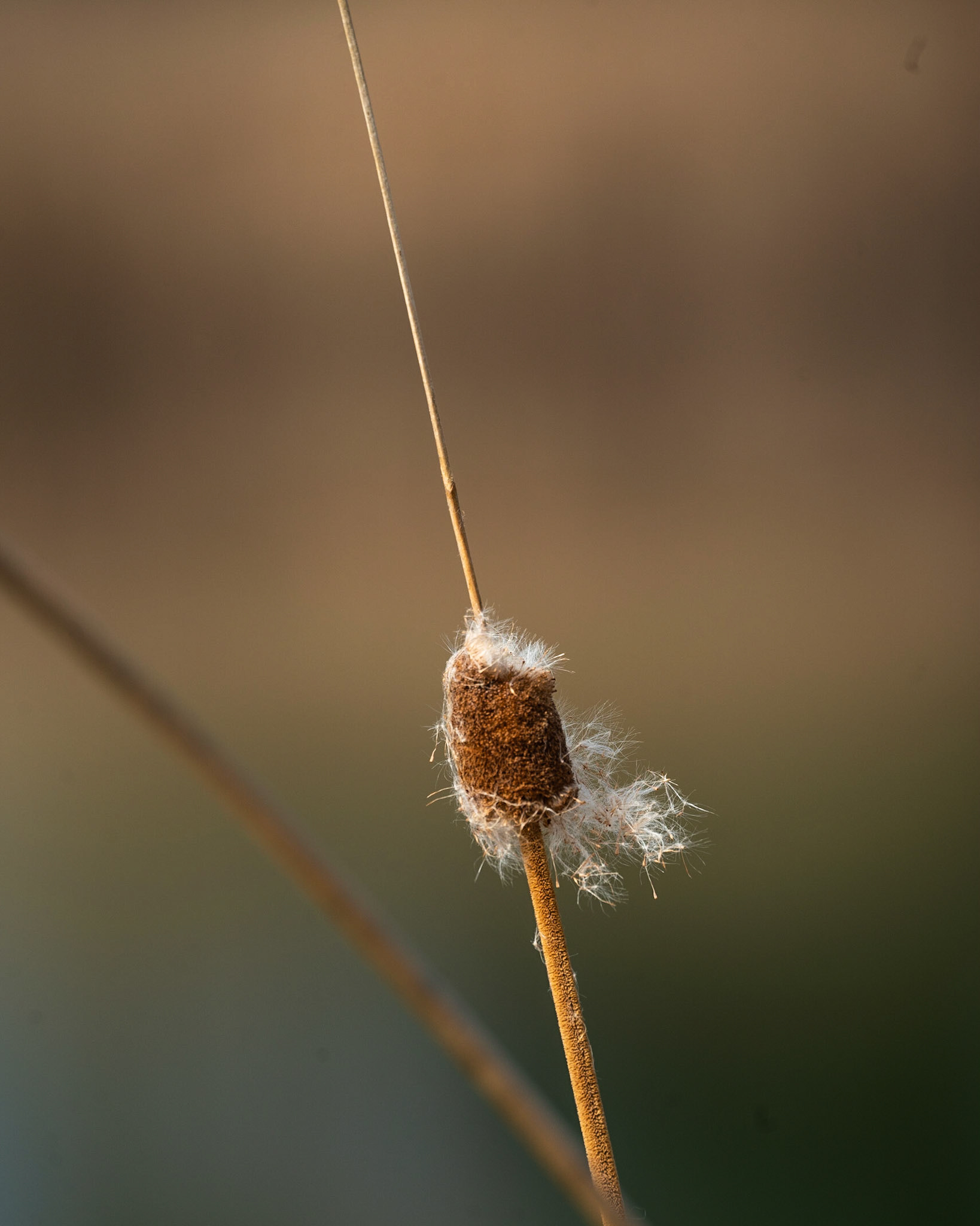 Cattail