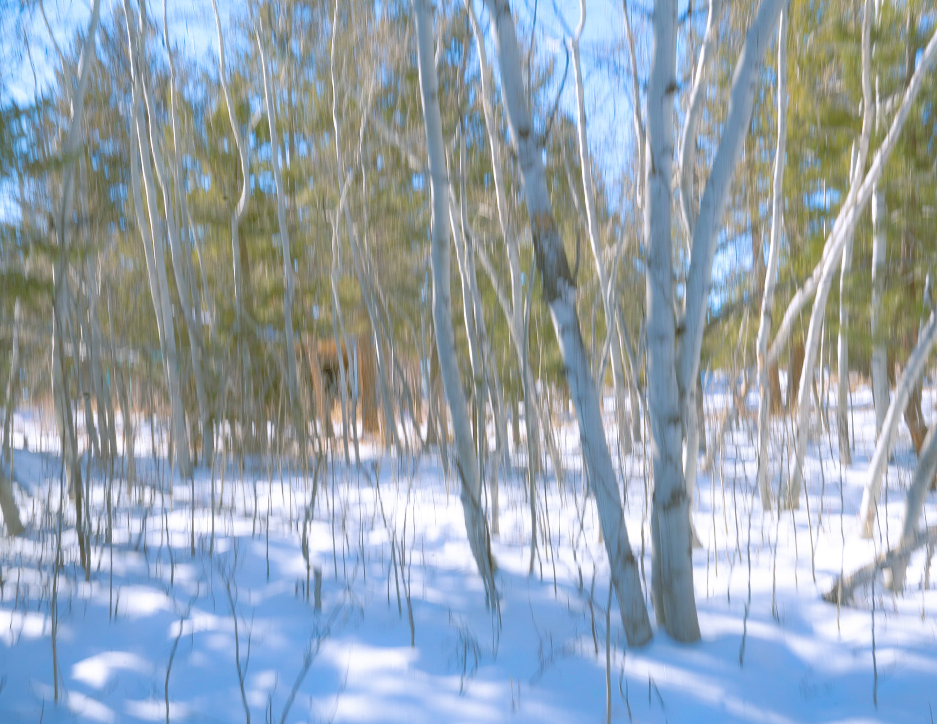 Aspen (Intentional Blur Motion)