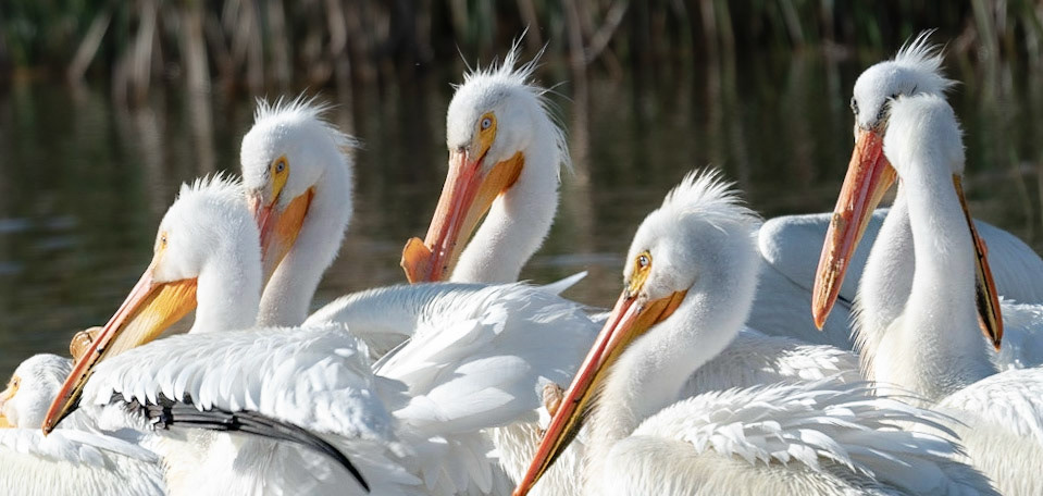Pelicans