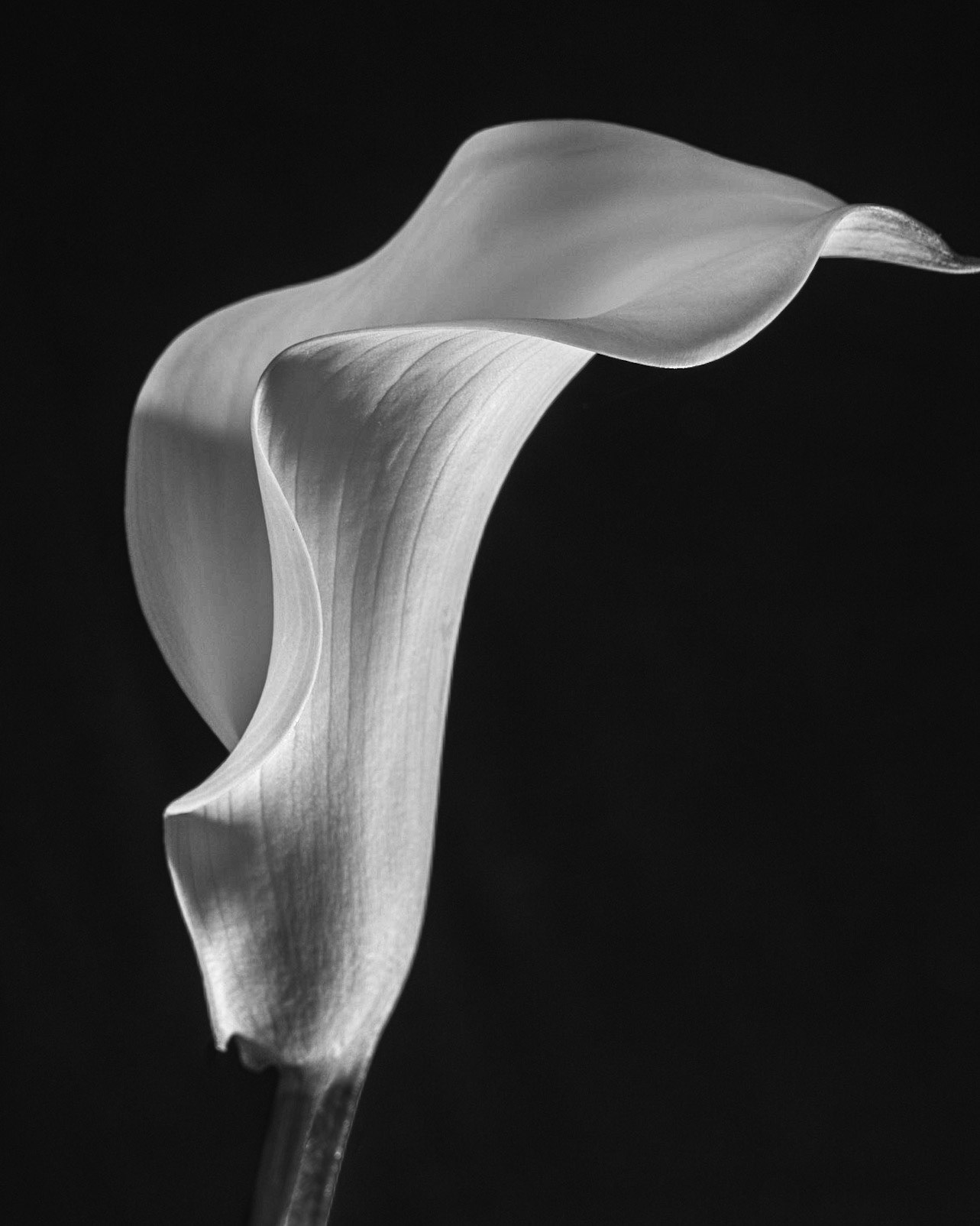 Cala Lily