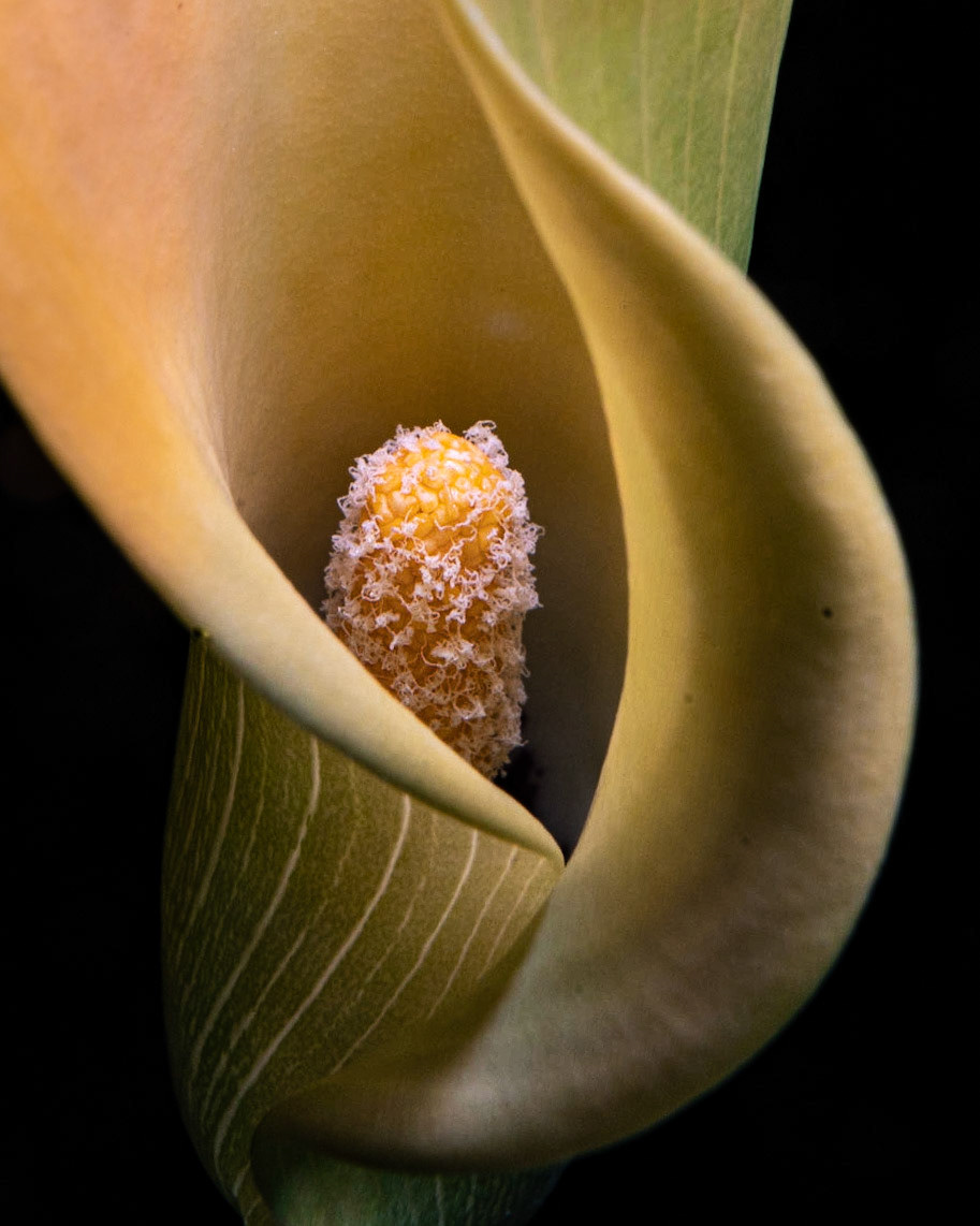 Cala Lily