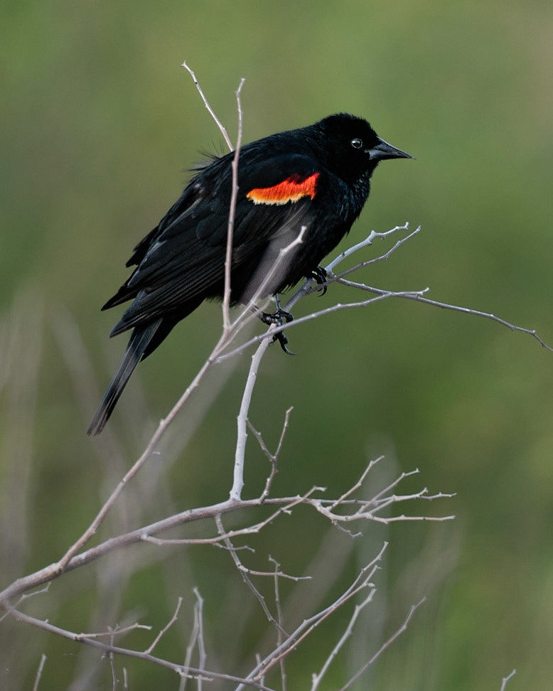Redwing Blackbird