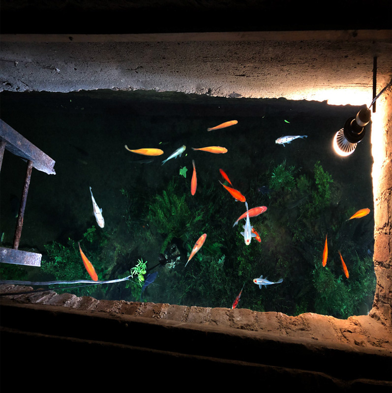 Dans le sous sol du Palais Garnier , il y a un lac, et ses habitants.