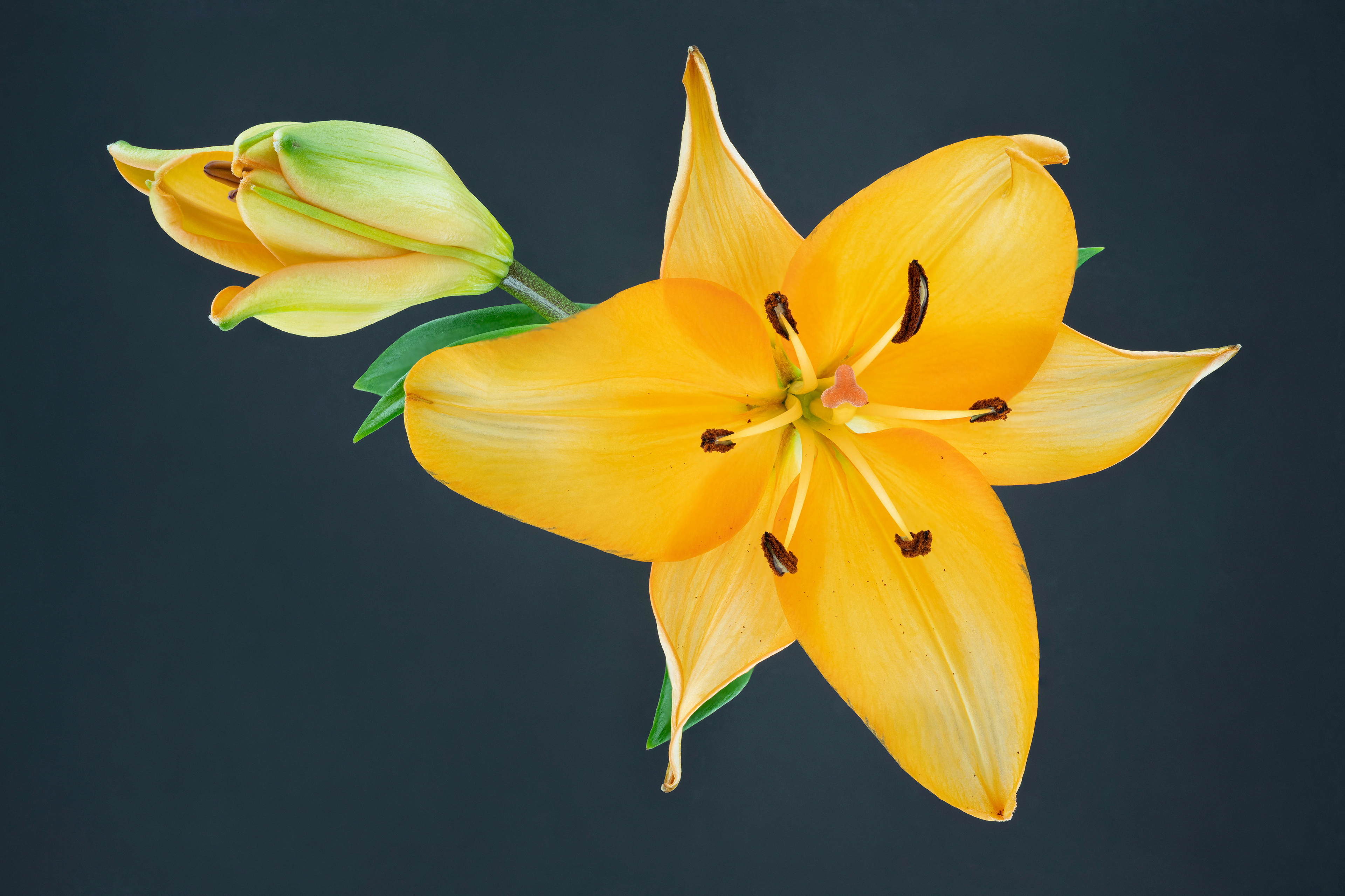 Fire Lily - Lilim bulbiferum