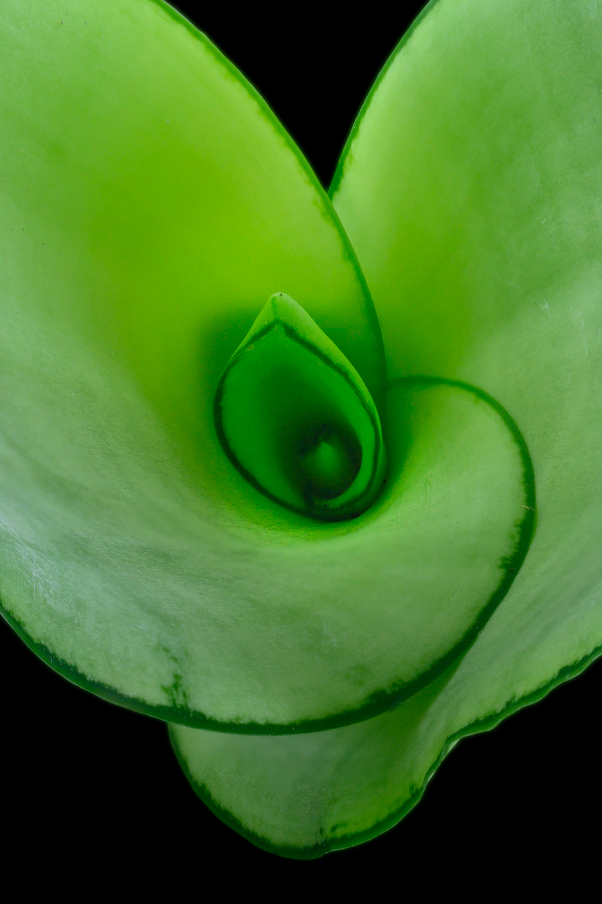 Agave - Asparagaceae