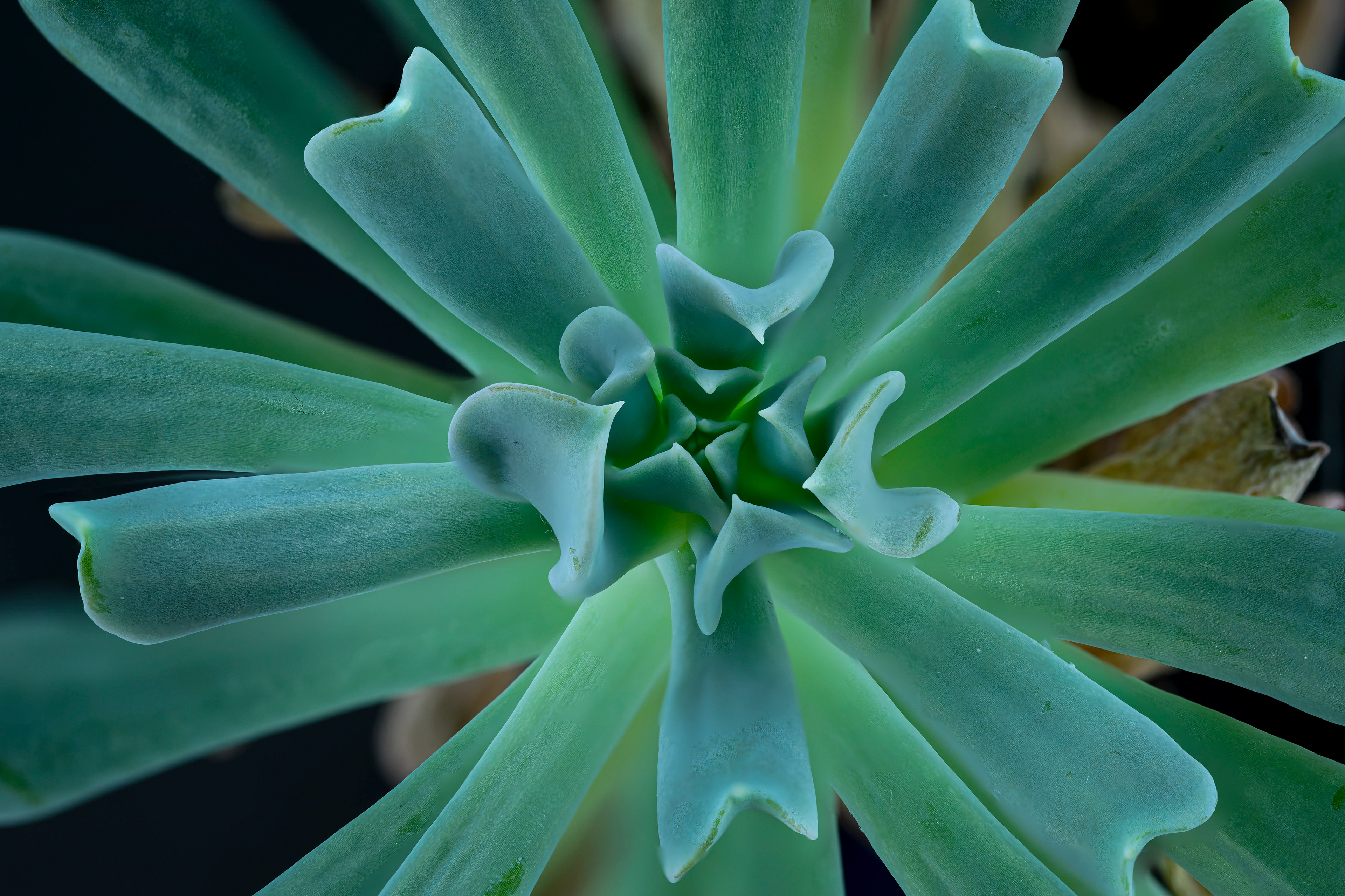 Topsy Debbi - Crassulaceae