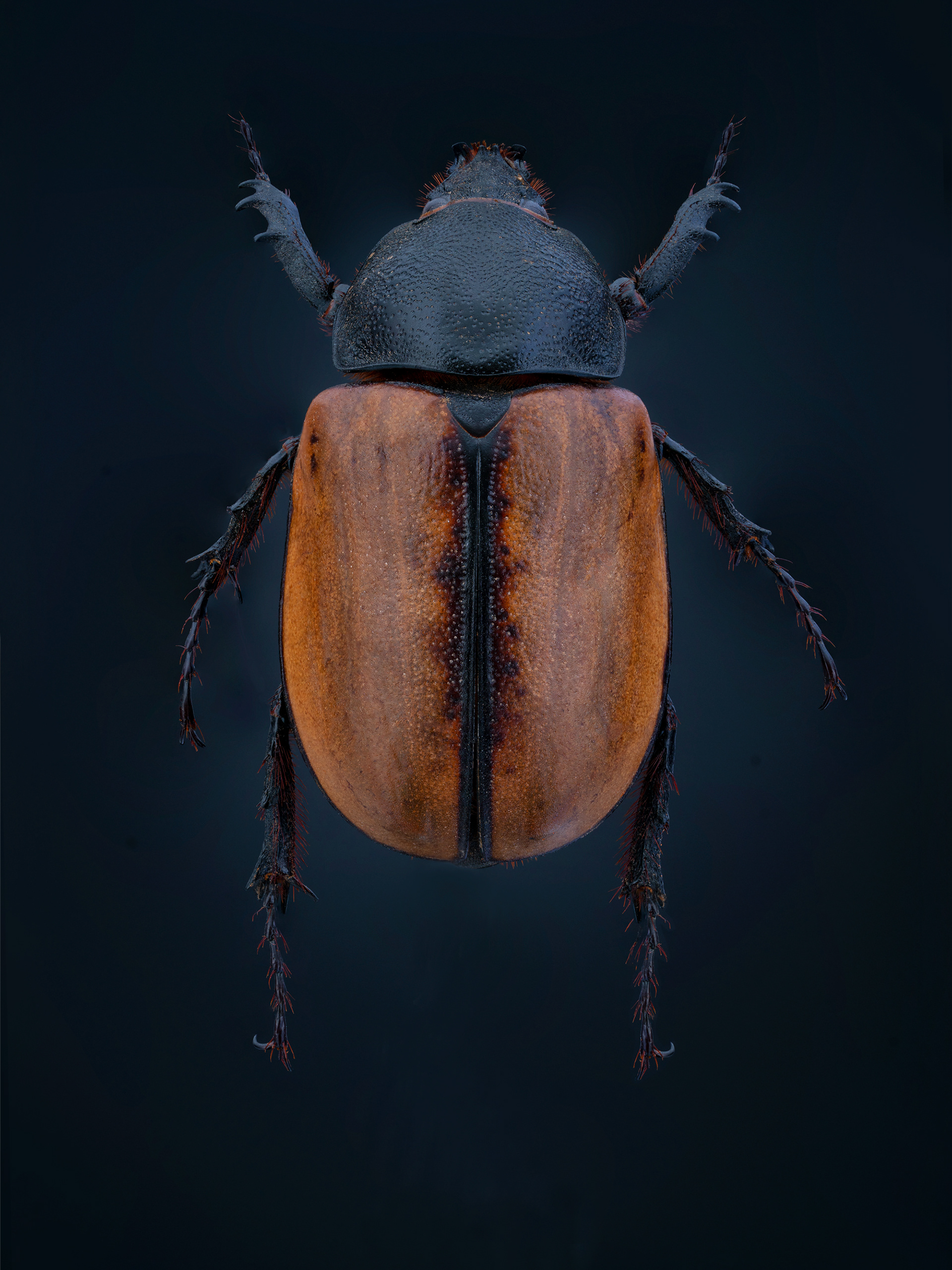 E Gracilicornis