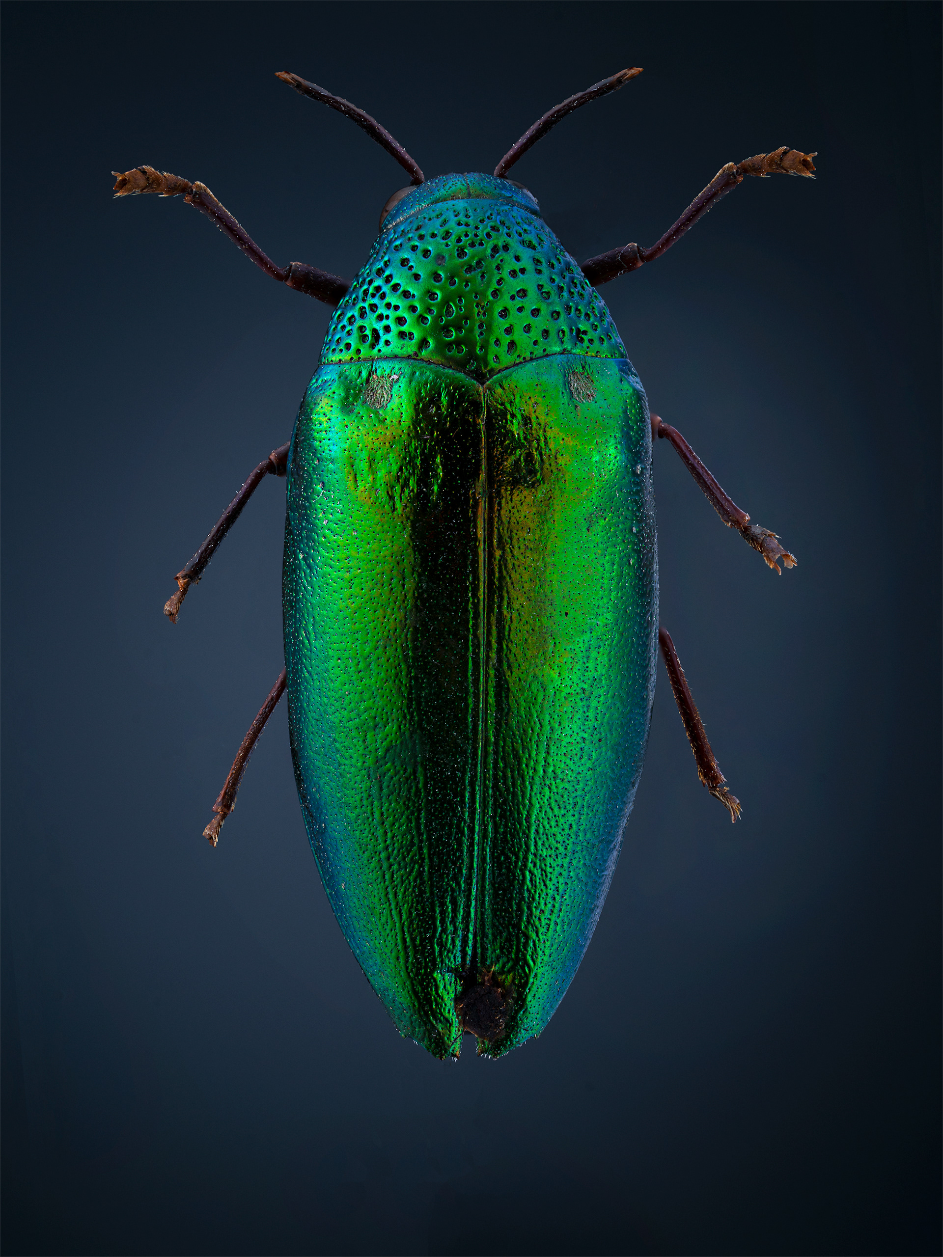 Sternocera aequisignata view 1