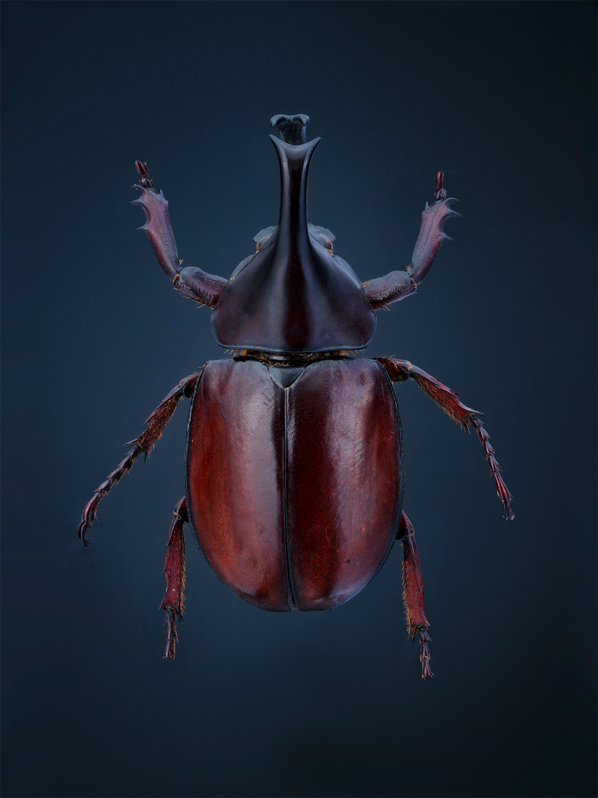 Xylotrupes Gideon
