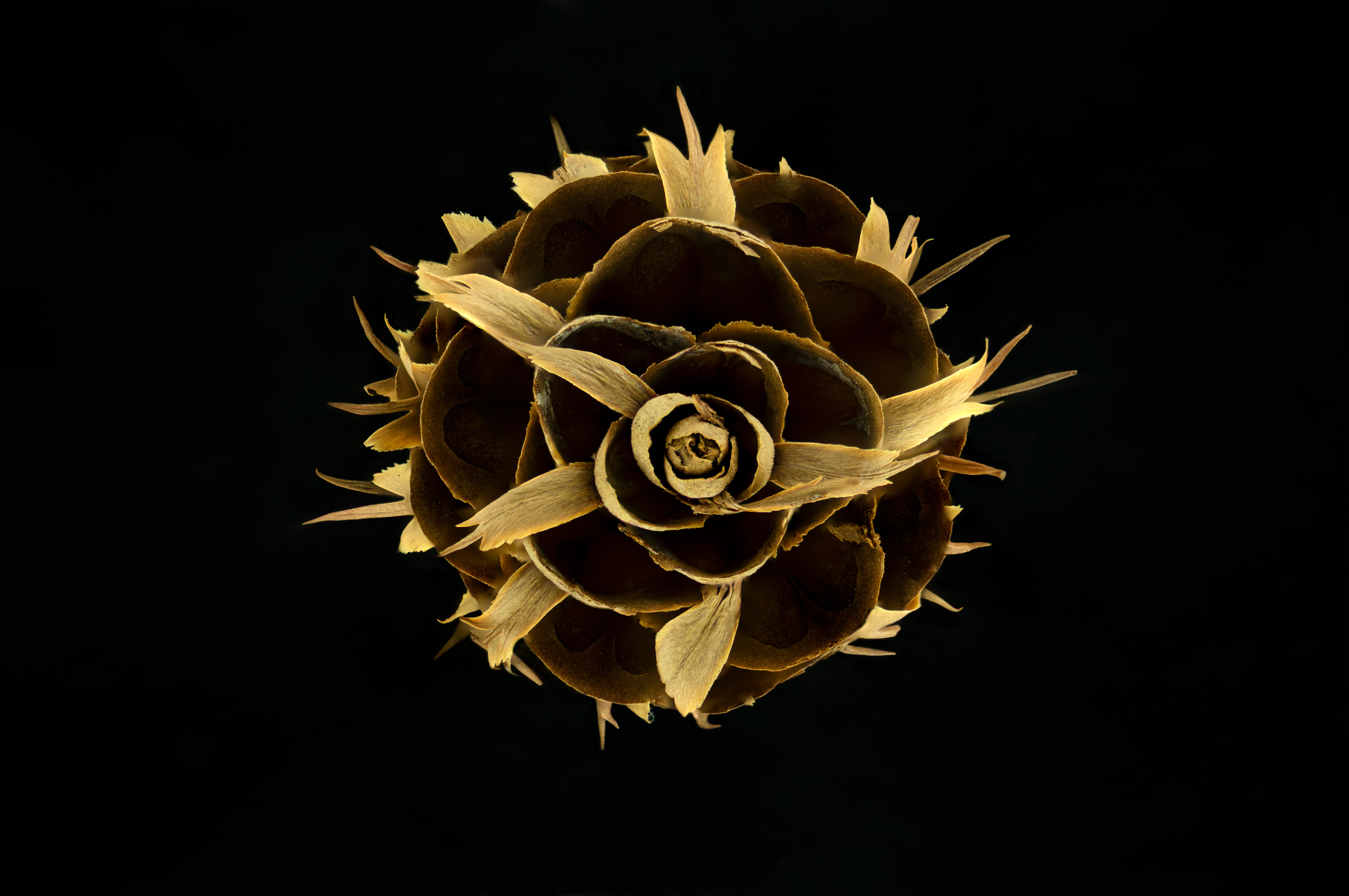 Douglas Fir Cone - Pseudotsuga menziesii cone