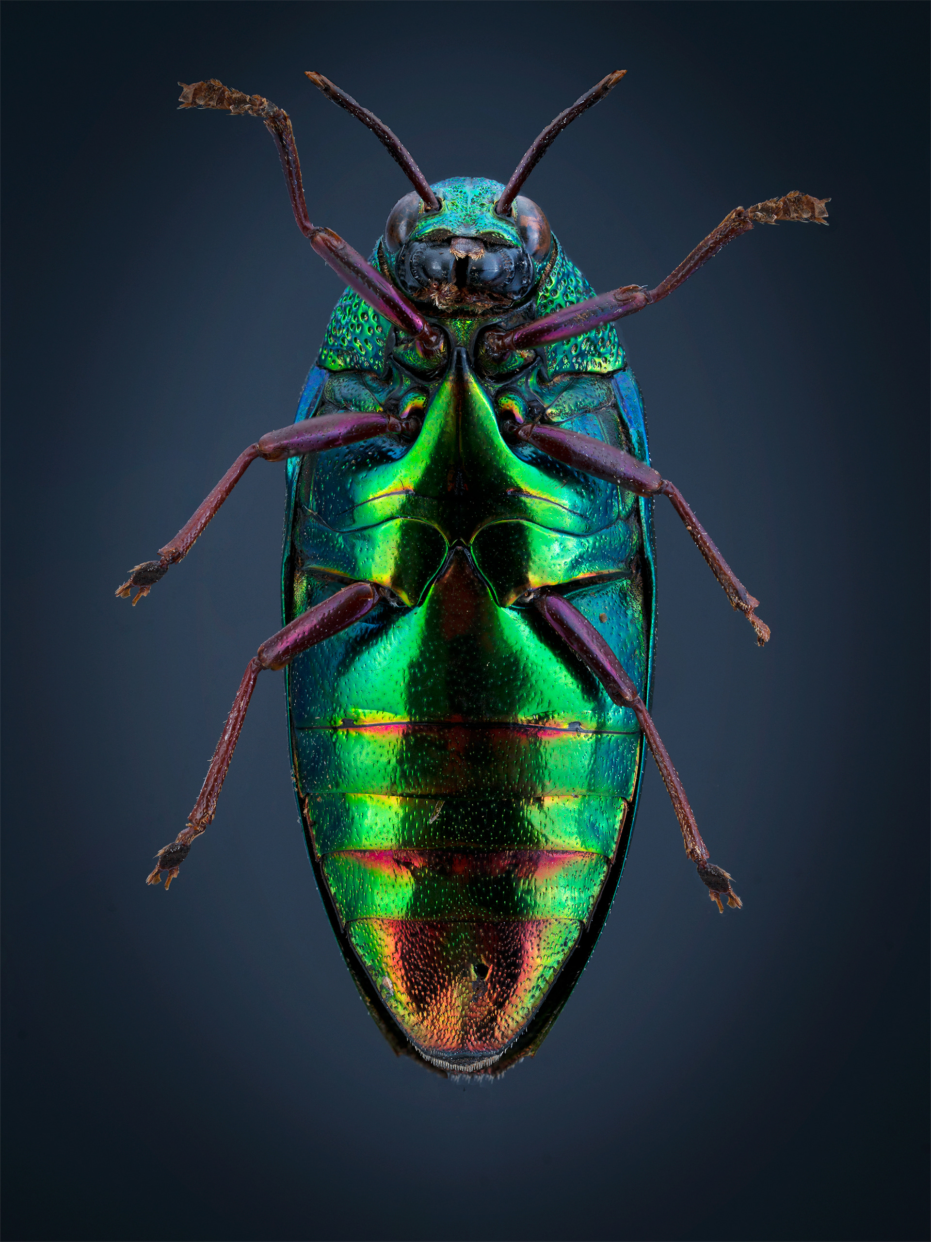 Sternocera aequisignata view 2