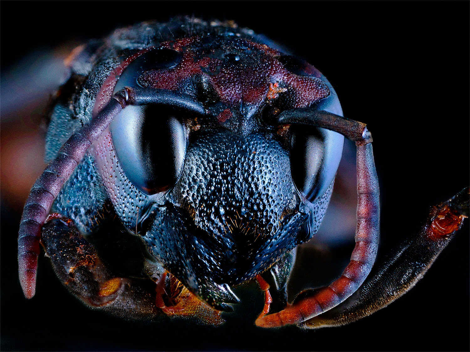 Mike Bird - Sphecidae sp.