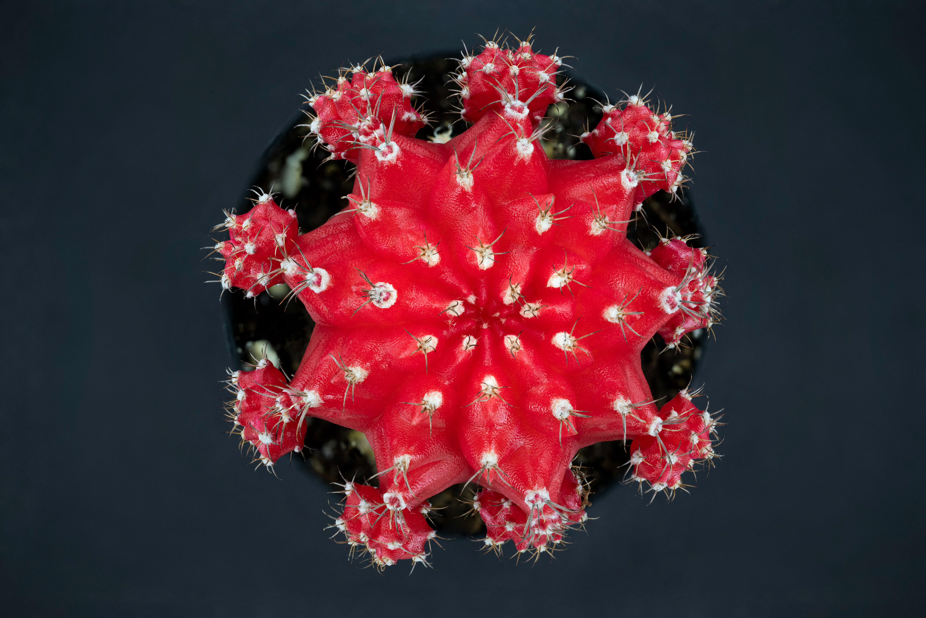Ruby Ball Cactus - Gymnocalysium