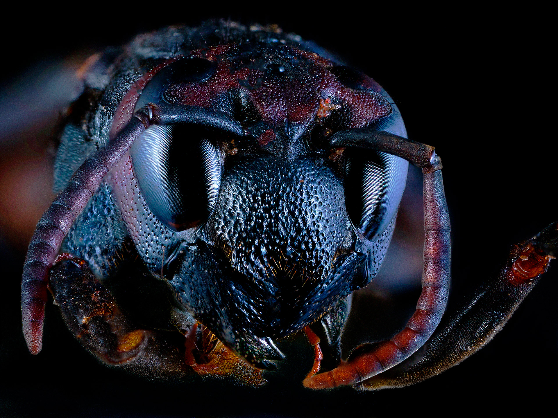 Sphecidae sp