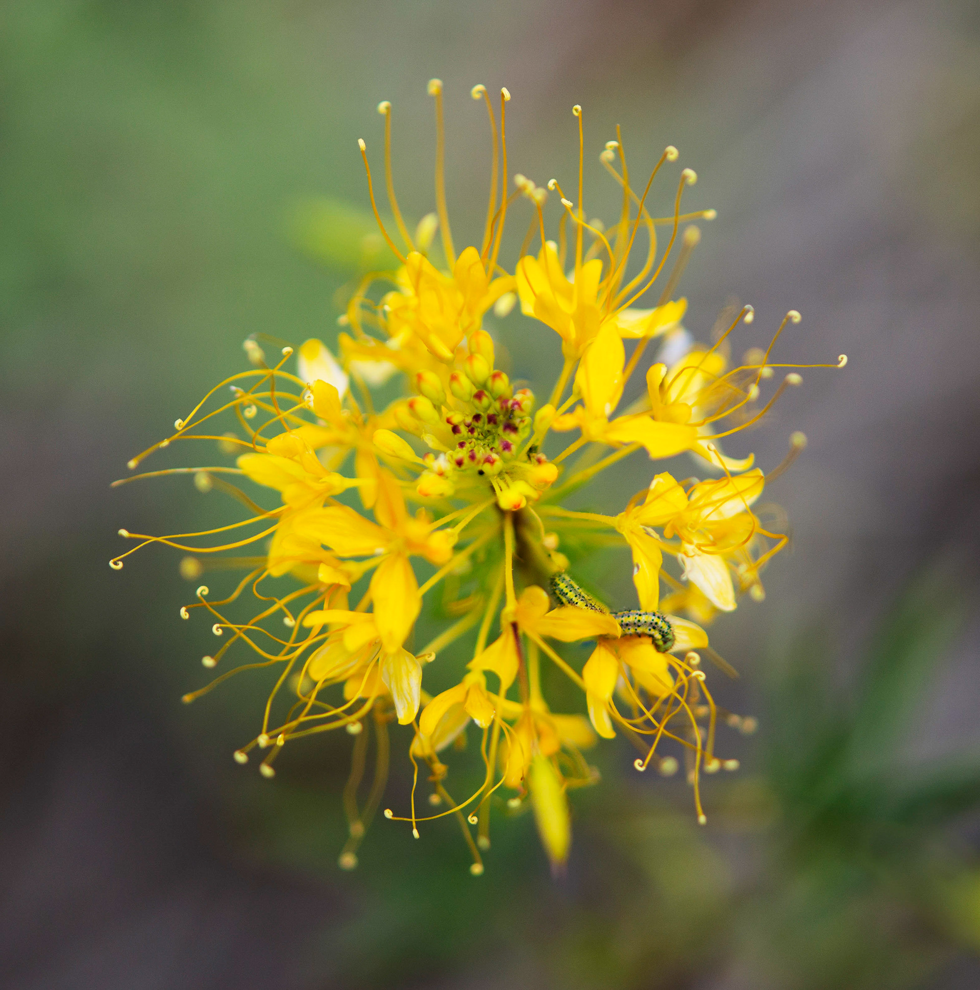 Yellow Spiderflower - Cleome lutea